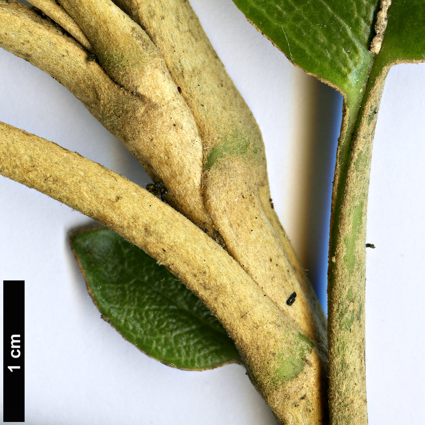 High resolution image: Family: Asteraceae - Genus: Brachyglottis - Taxon: rotundifolia