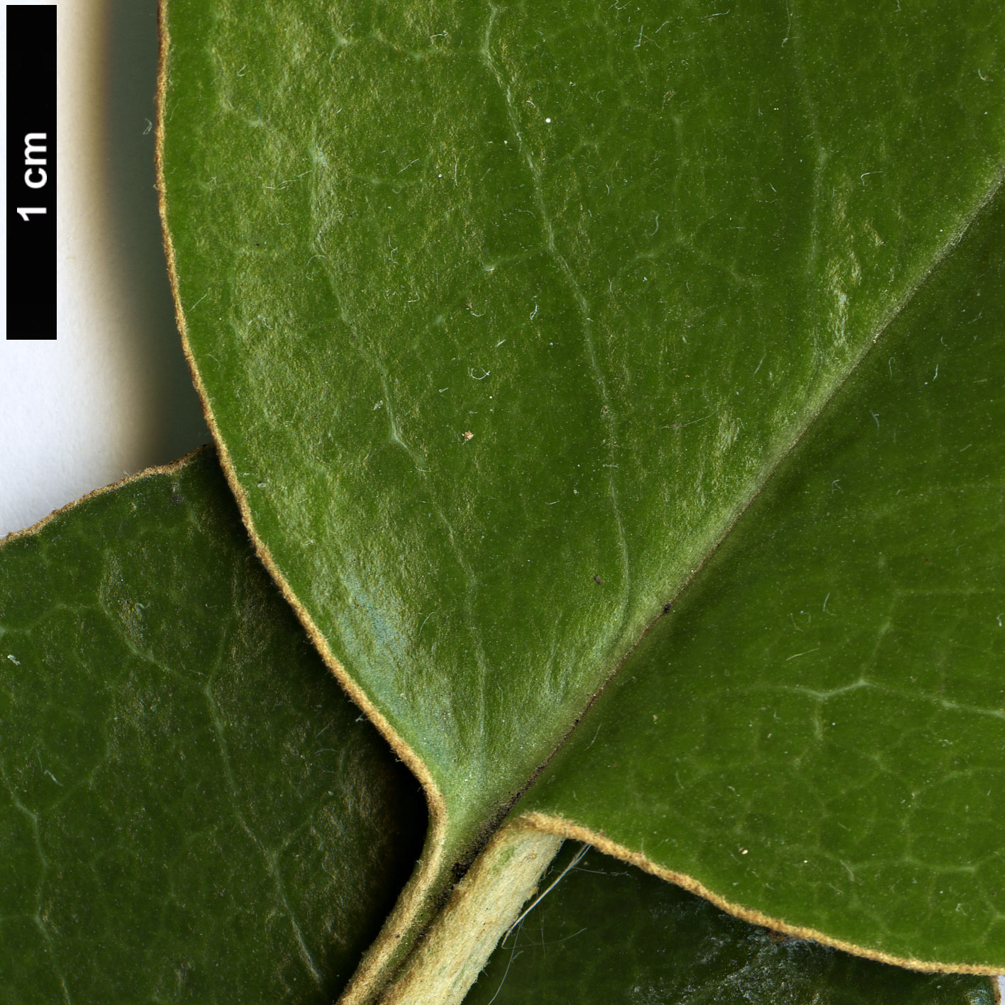 High resolution image: Family: Asteraceae - Genus: Brachyglottis - Taxon: rotundifolia