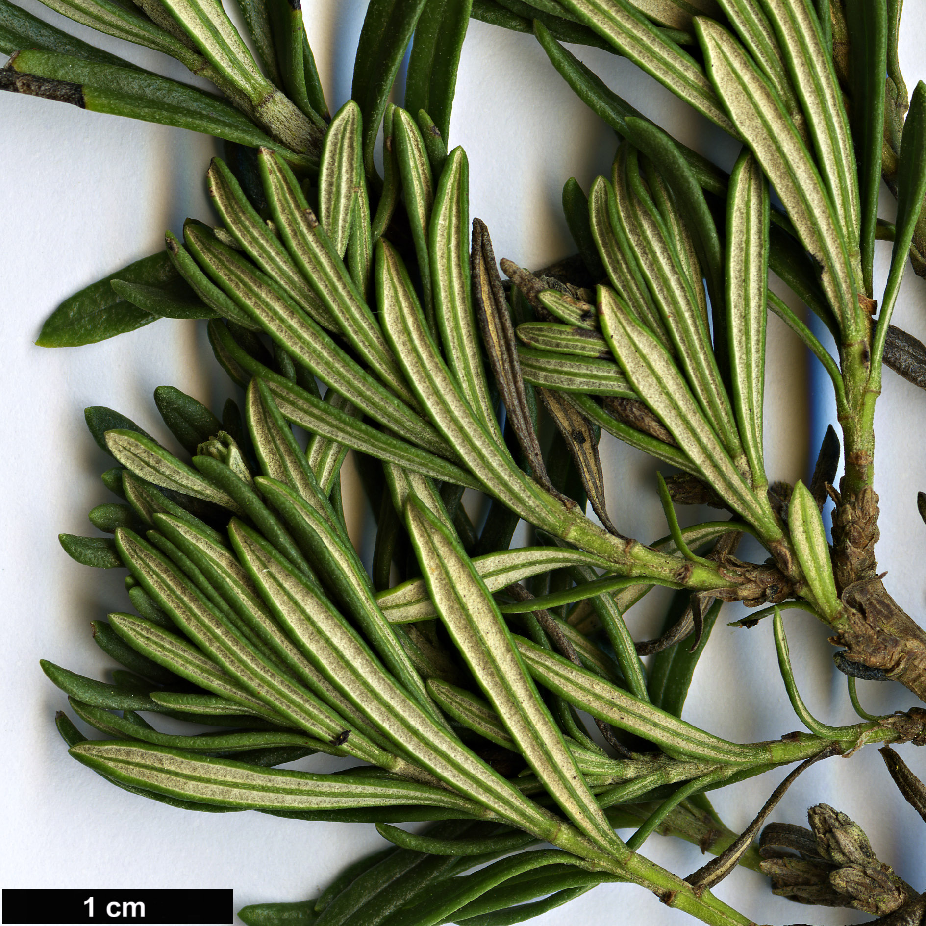 High resolution image: Family: Asteraceae - Genus: Chiliotrichum - Taxon: diffusum - SpeciesSub: ’Siska’