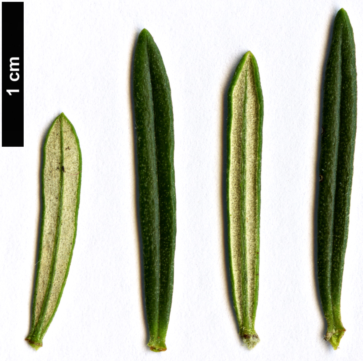High resolution image: Family: Asteraceae - Genus: Chiliotrichum - Taxon: diffusum - SpeciesSub: ’Siska’