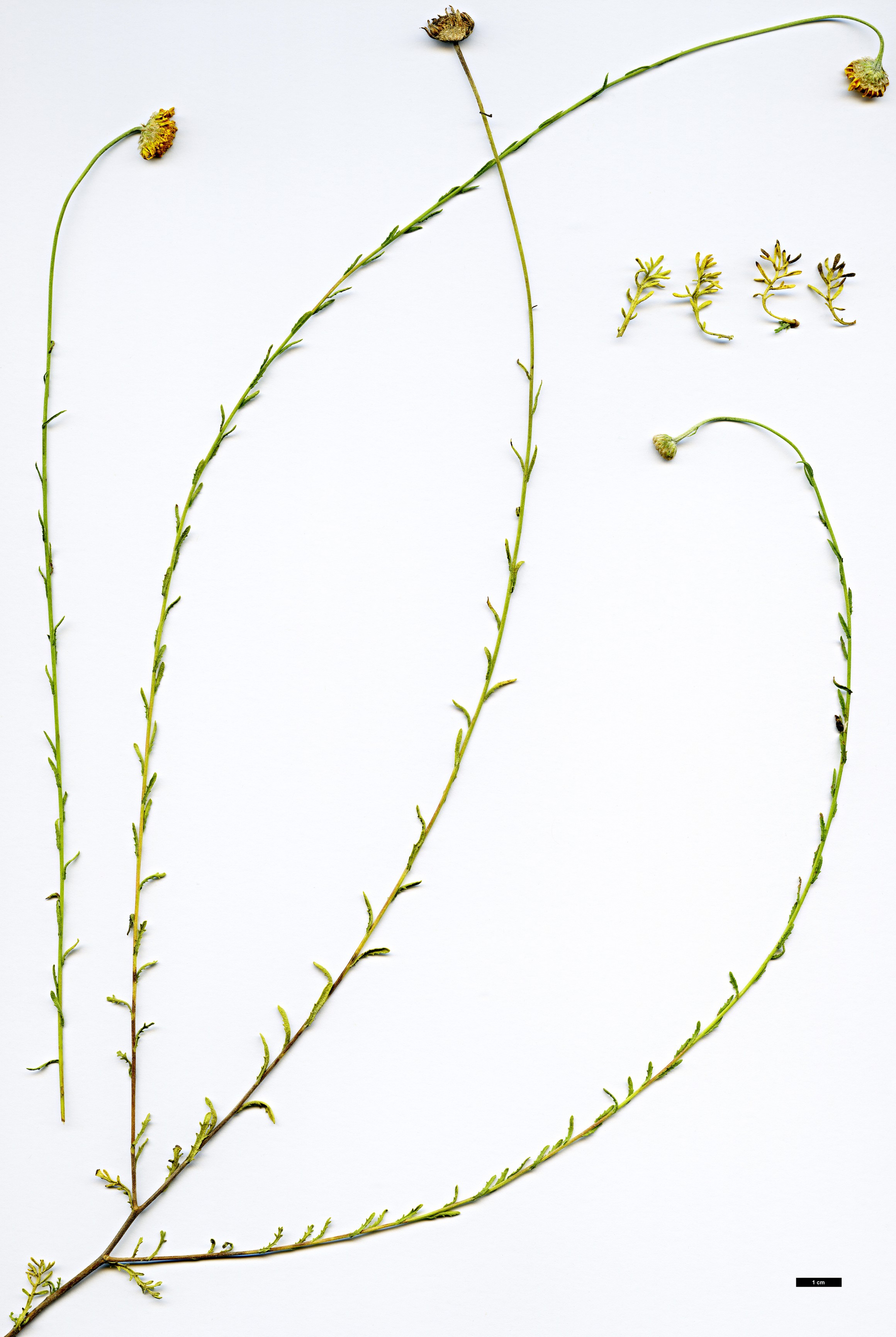 High resolution image: Family: Asteraceae - Genus: Cladanthus - Taxon: eriolepis
