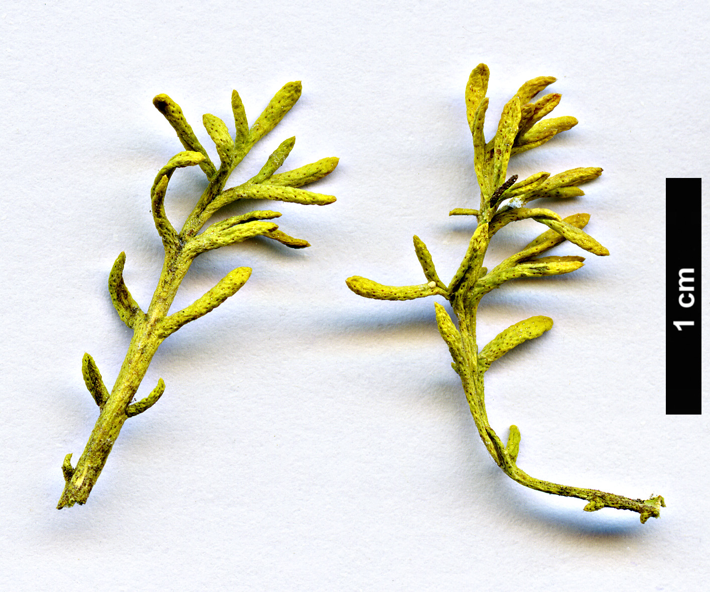 High resolution image: Family: Asteraceae - Genus: Cladanthus - Taxon: eriolepis