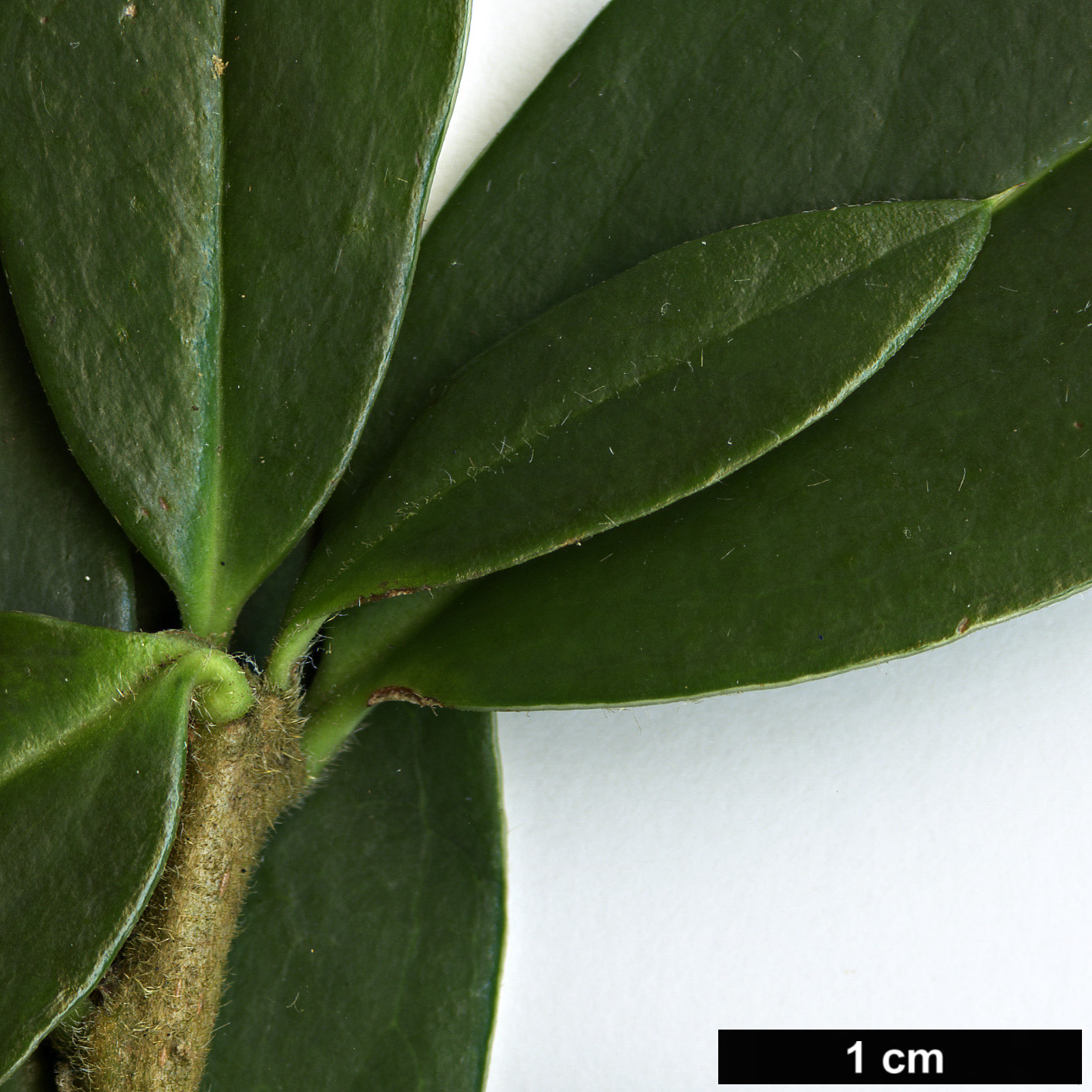 High resolution image: Family: Asteraceae - Genus: Dasyphyllum - Taxon: diacanthoides