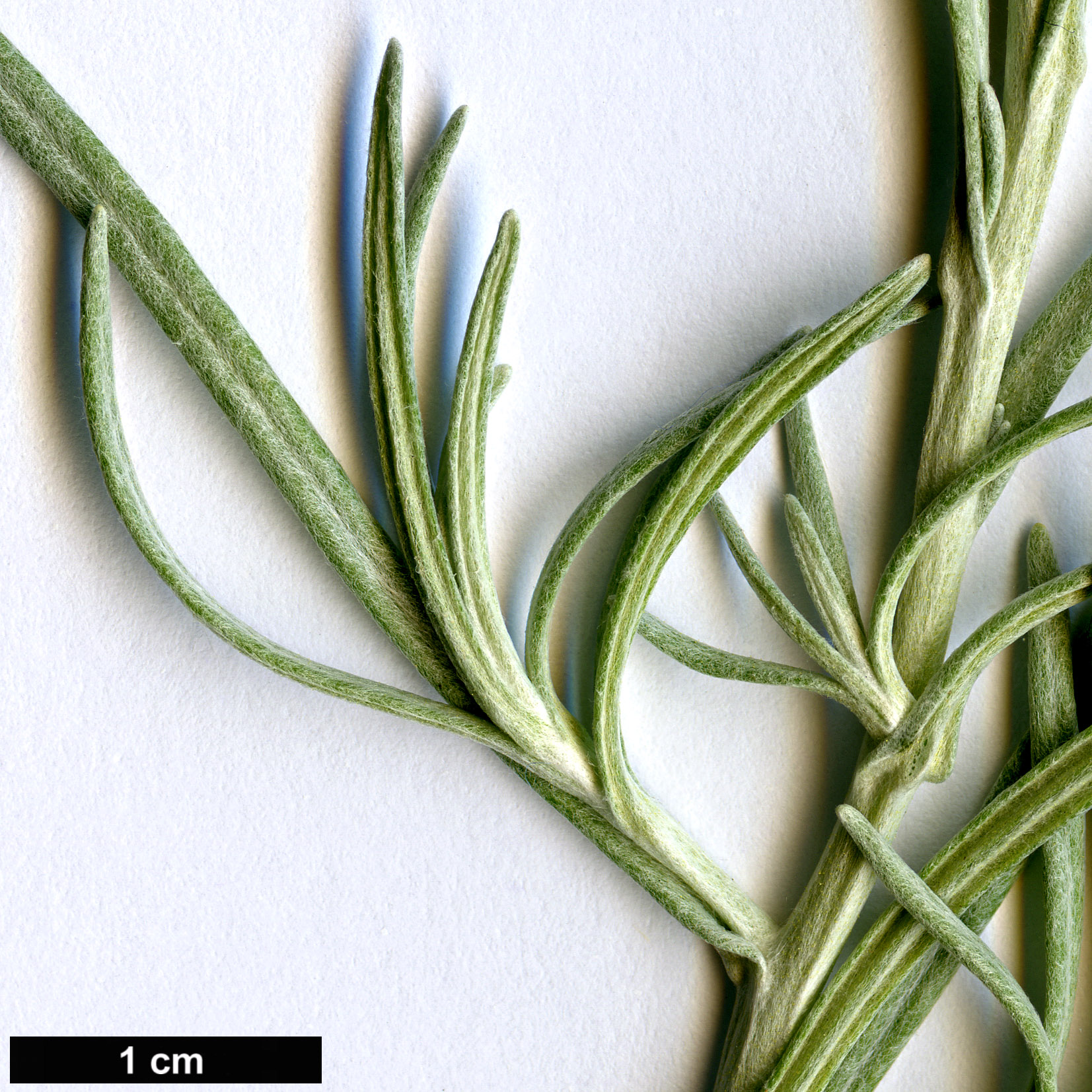 High resolution image: Family: Asteraceae - Genus: Helichrysum - Taxon: italicum