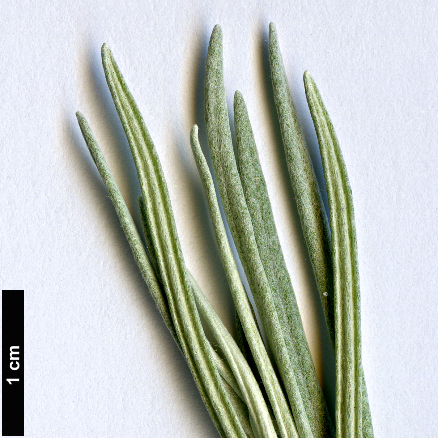 High resolution image: Family: Asteraceae - Genus: Helichrysum - Taxon: italicum