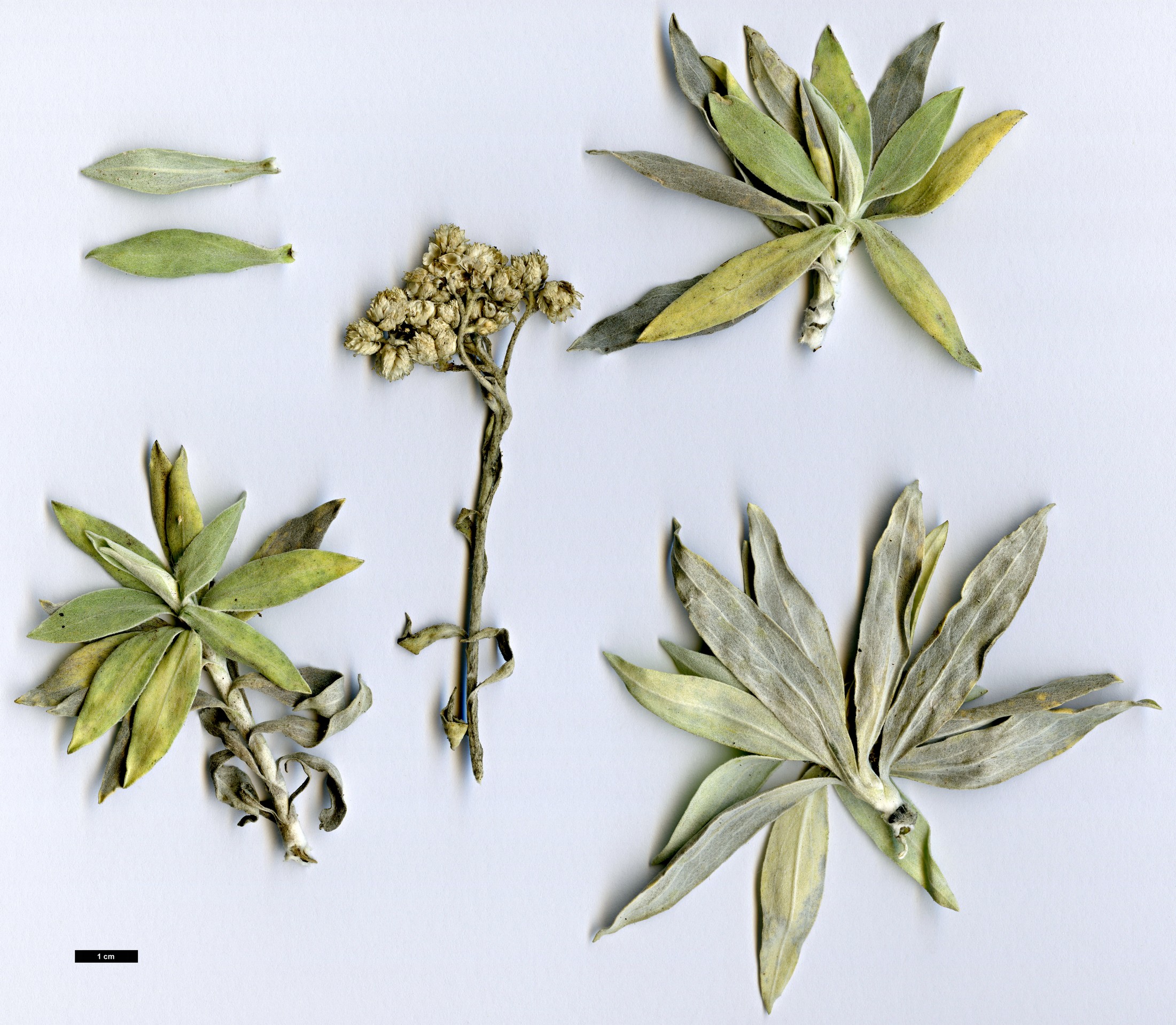 High resolution image: Family: Asteraceae - Genus: Helichrysum - Taxon: melaleucum
