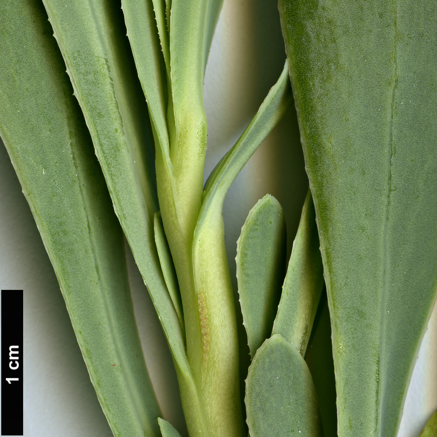 High resolution image: Family: Asteraceae - Genus: Hertia - Taxon: cheirifolia