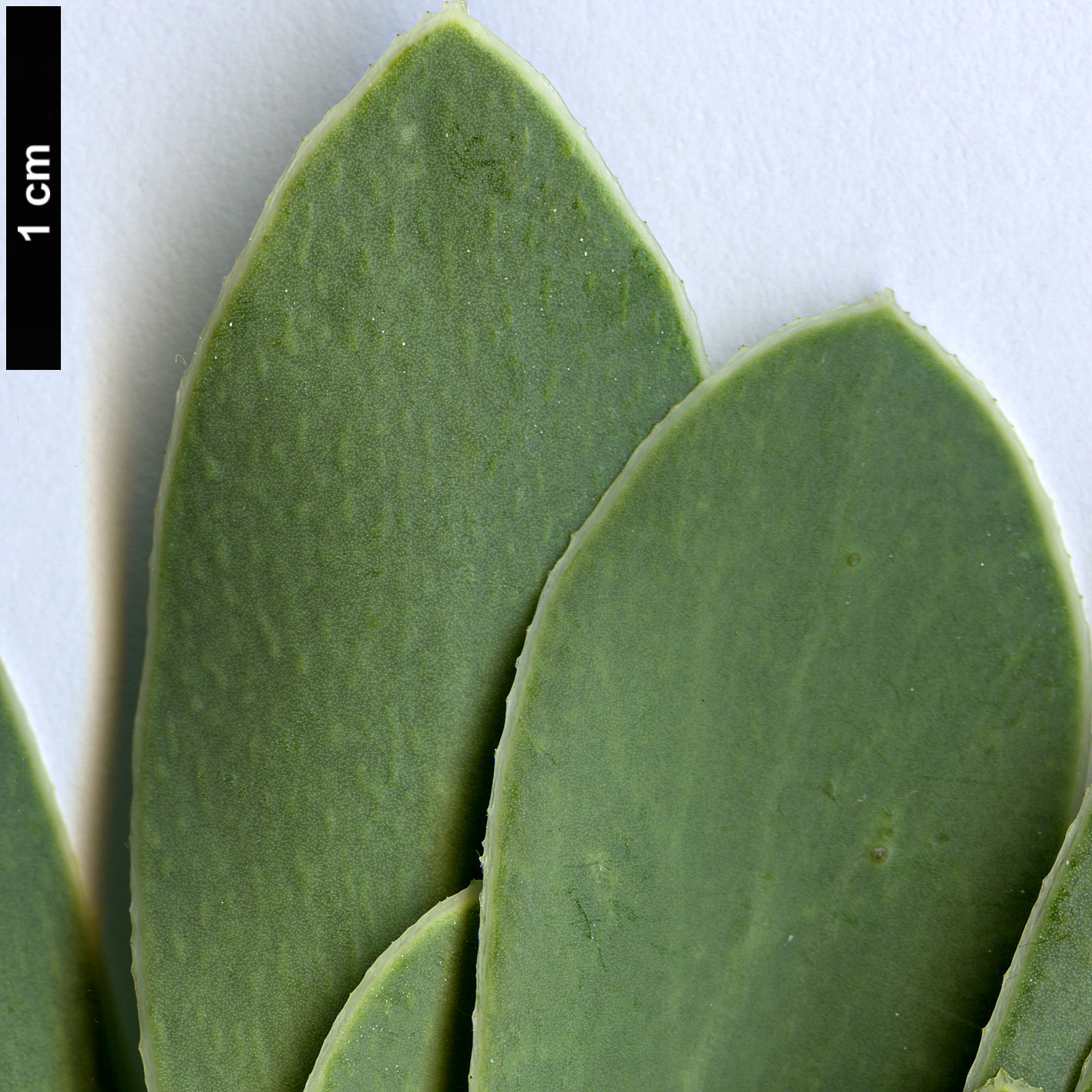 High resolution image: Family: Asteraceae - Genus: Hertia - Taxon: cheirifolia