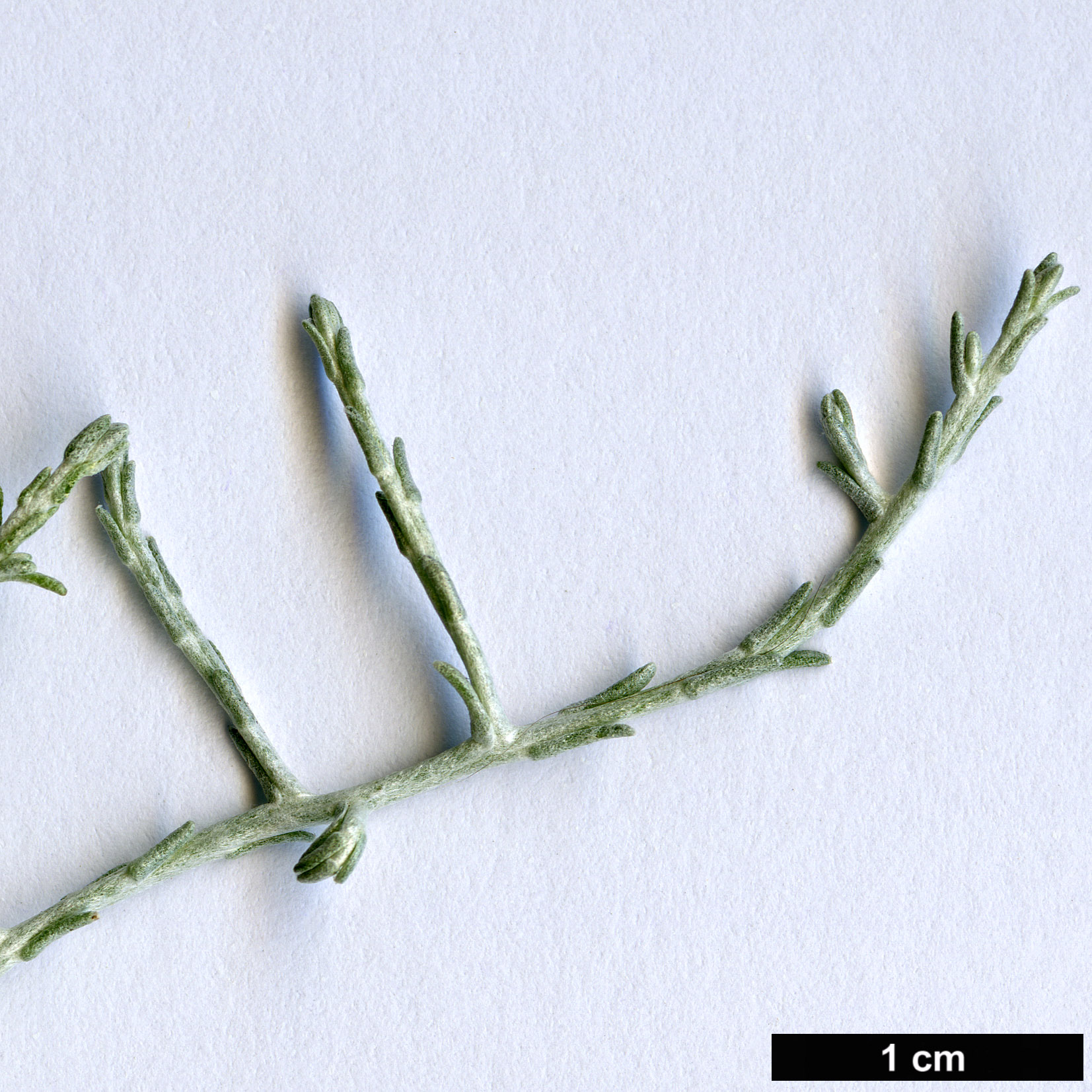 High resolution image: Family: Asteraceae - Genus: Leucophyta - Taxon: brownii