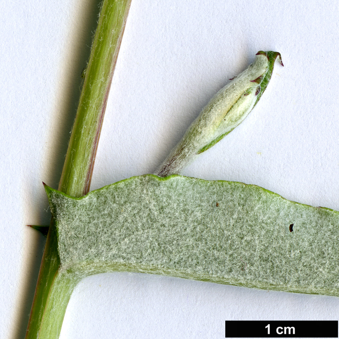 High resolution image: Family: Asteraceae - Genus: Mutisia - Taxon: oligodon