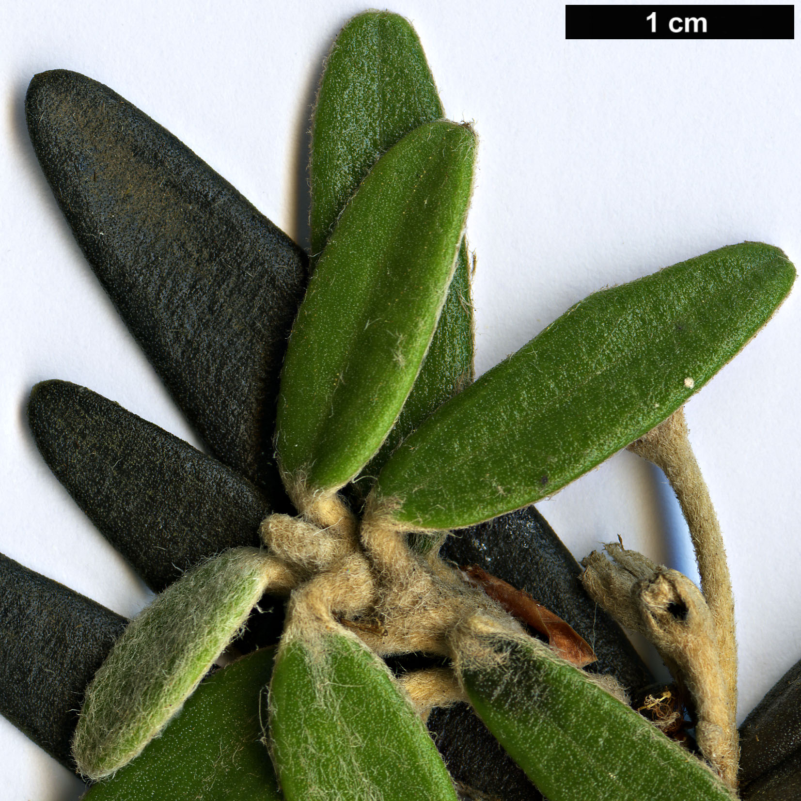 High resolution image: Family: Asteraceae - Genus: Olearia - Taxon: archeri