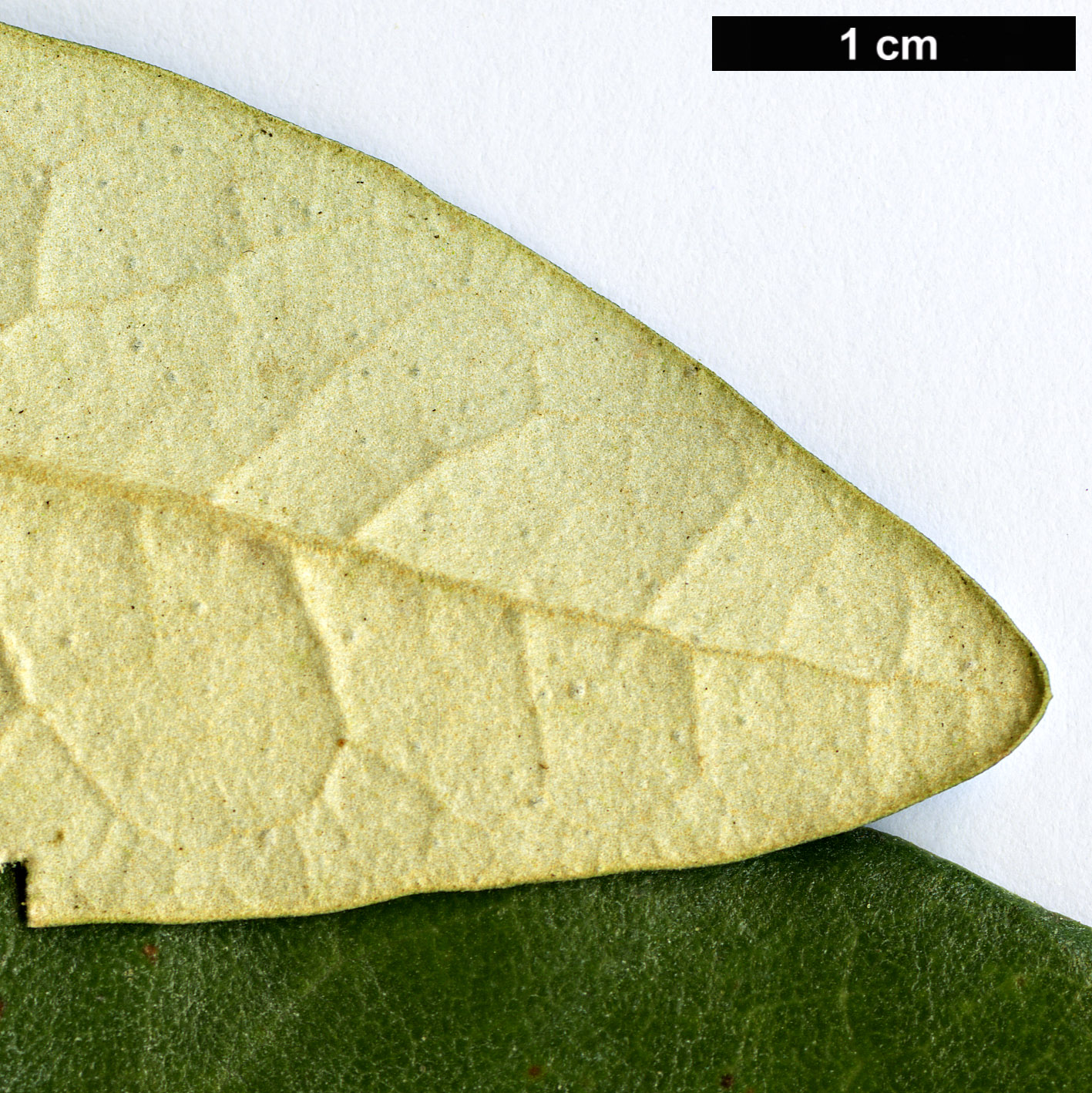 High resolution image: Family: Asteraceae - Genus: Olearia - Taxon: avicenniifolia