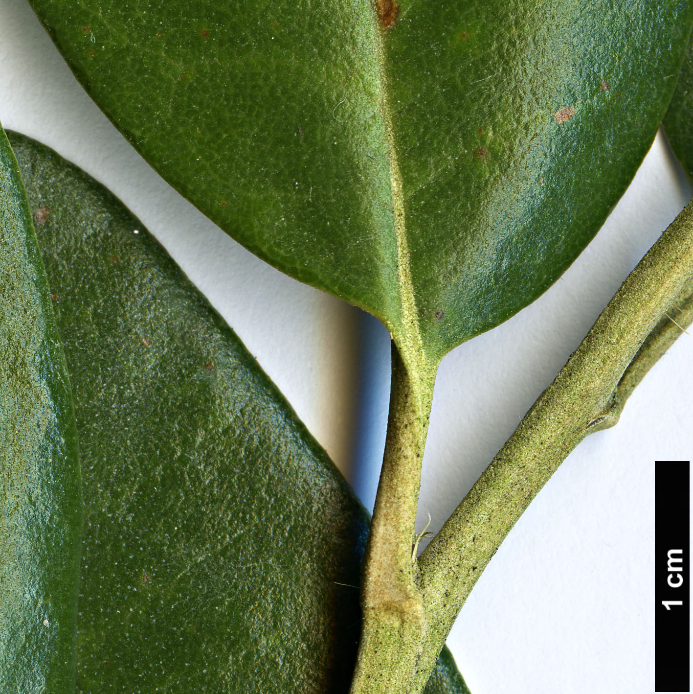 High resolution image: Family: Asteraceae - Genus: Olearia - Taxon: avicenniifolia