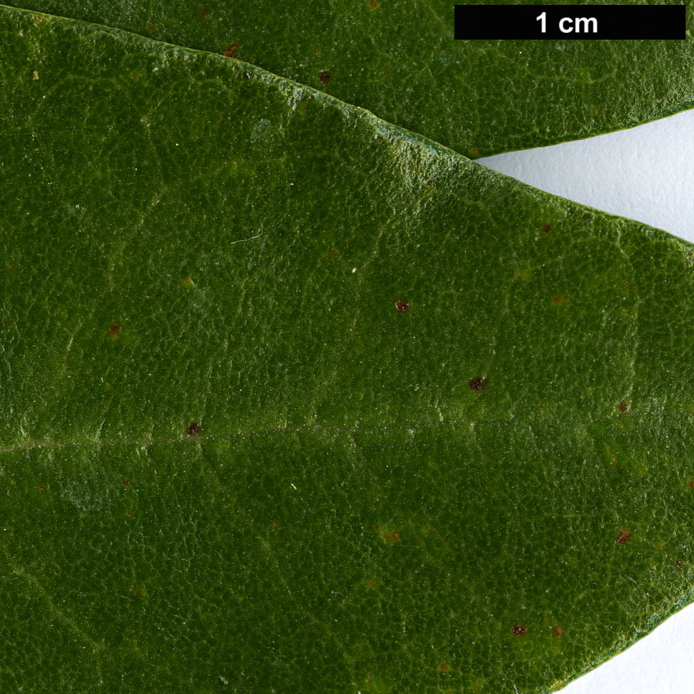 High resolution image: Family: Asteraceae - Genus: Olearia - Taxon: avicenniifolia