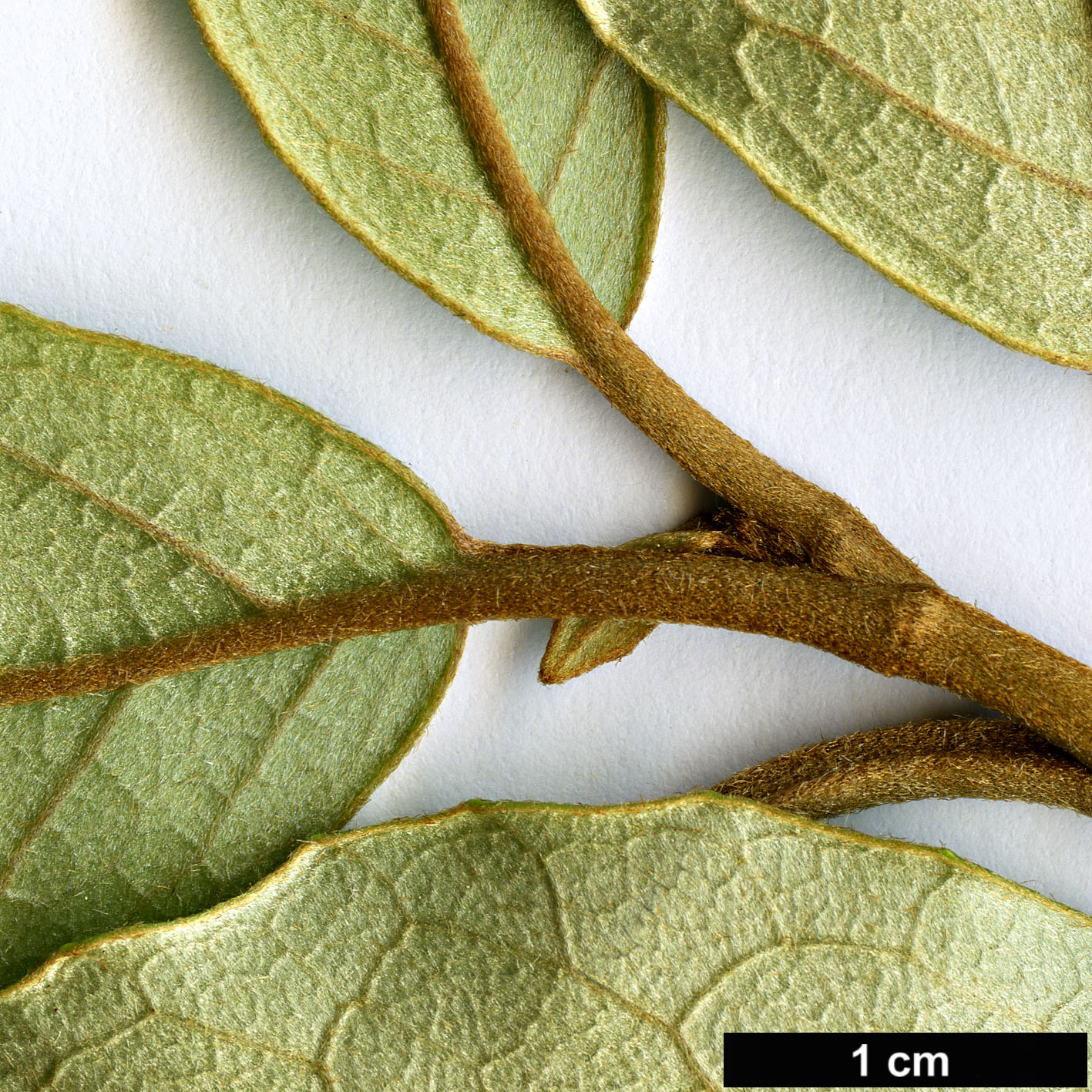 High resolution image: Family: Asteraceae - Genus: Olearia - Taxon: avicenniifolia