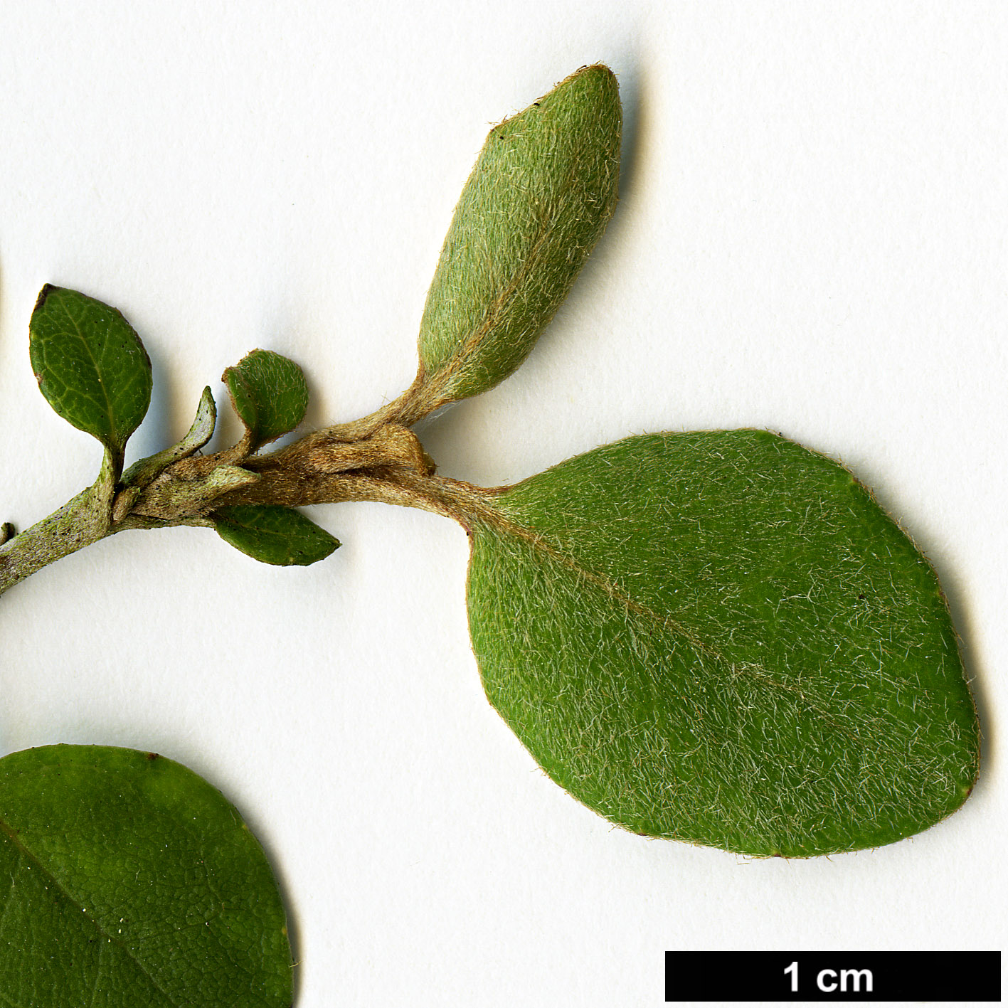 High resolution image: Family: Asteraceae - Genus: Olearia - Taxon: capillaris