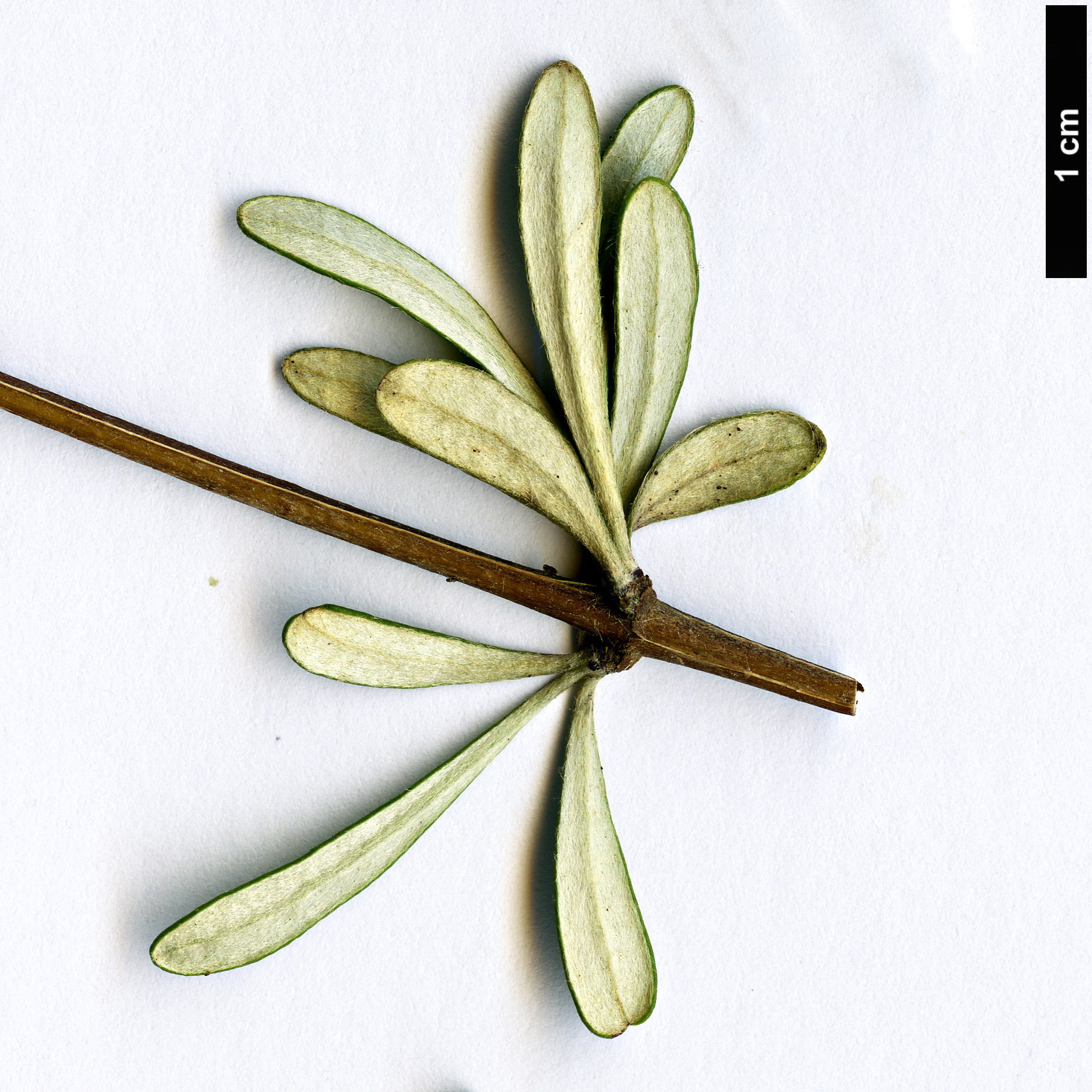 High resolution image: Family: Asteraceae - Genus: Olearia - Taxon: fragrantissima