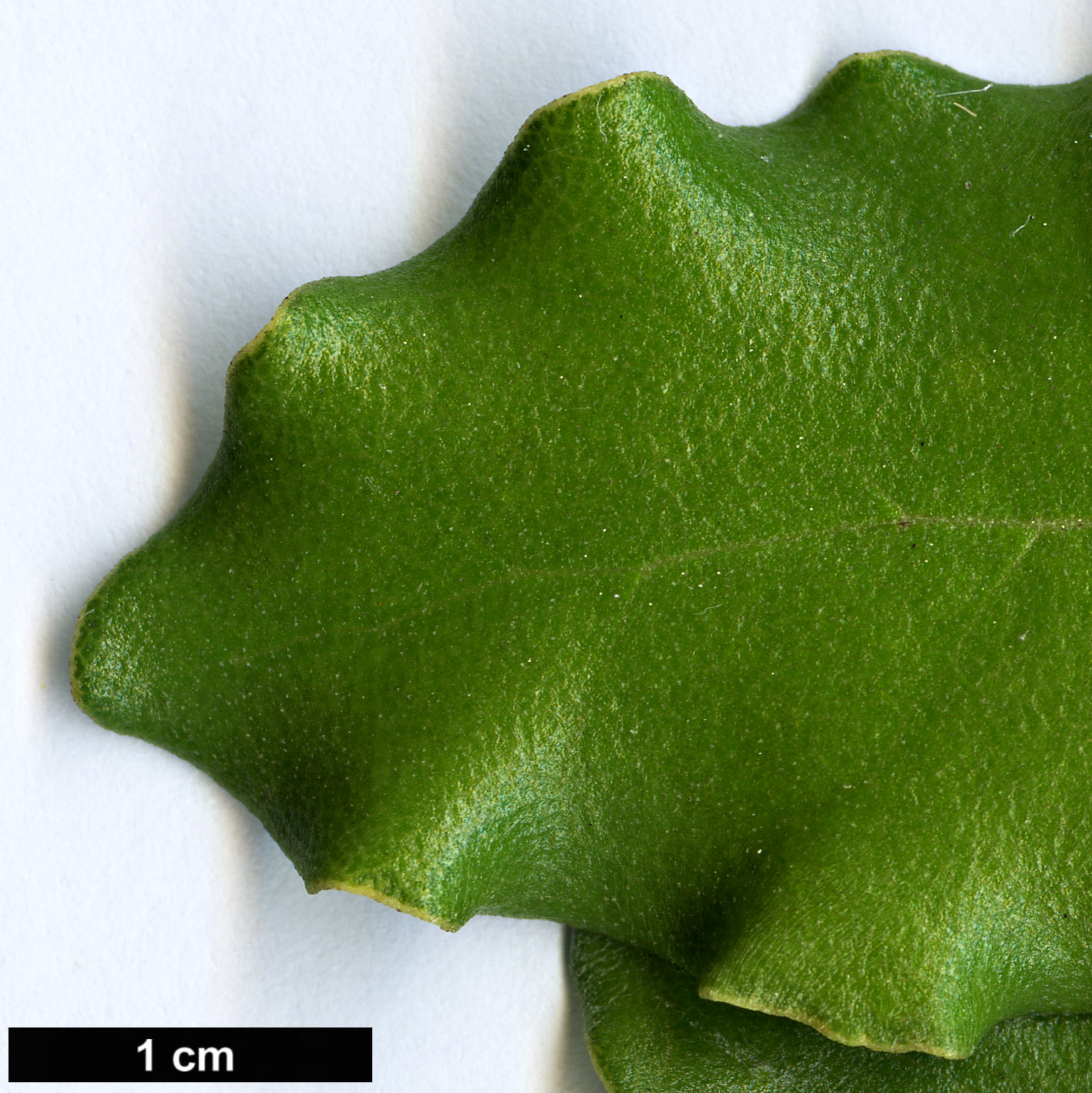 High resolution image: Family: Asteraceae - Genus: Olearia - Taxon: furfuracea