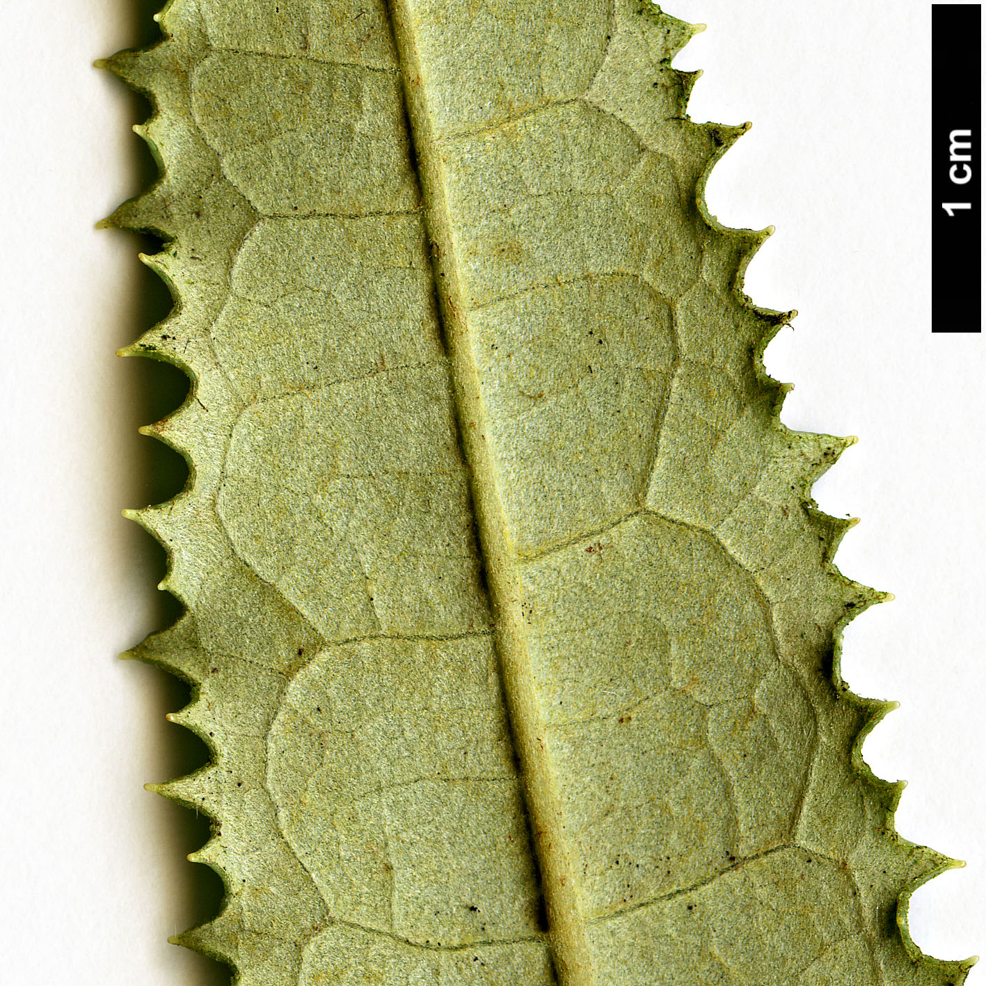 High resolution image: Family: Asteraceae - Genus: Olearia - Taxon: ilicifolia