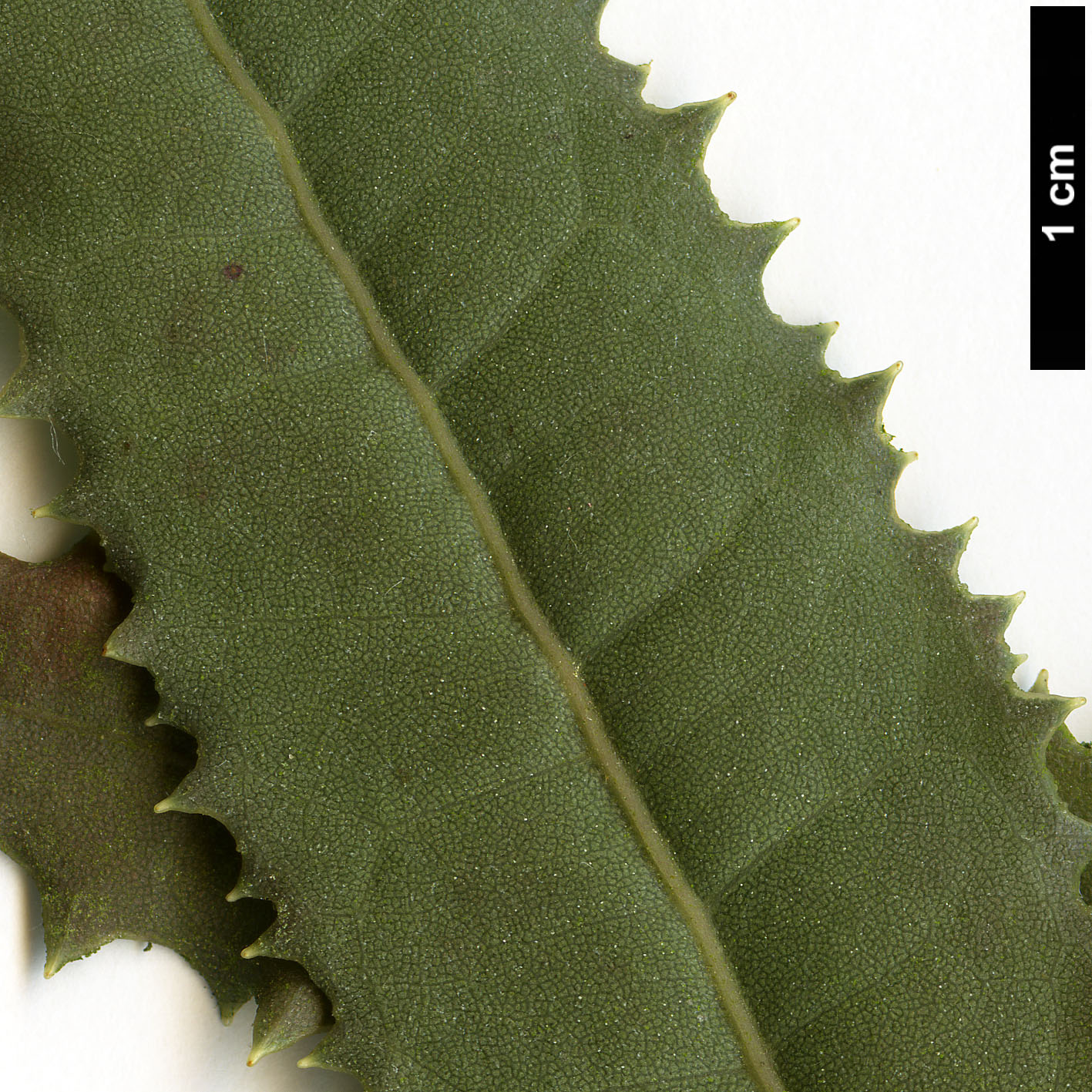 High resolution image: Family: Asteraceae - Genus: Olearia - Taxon: ilicifolia