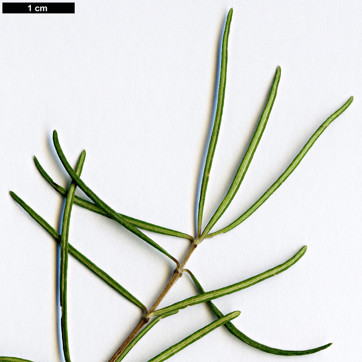 High resolution image: Family: Asteraceae - Genus: Olearia - Taxon: lineata
