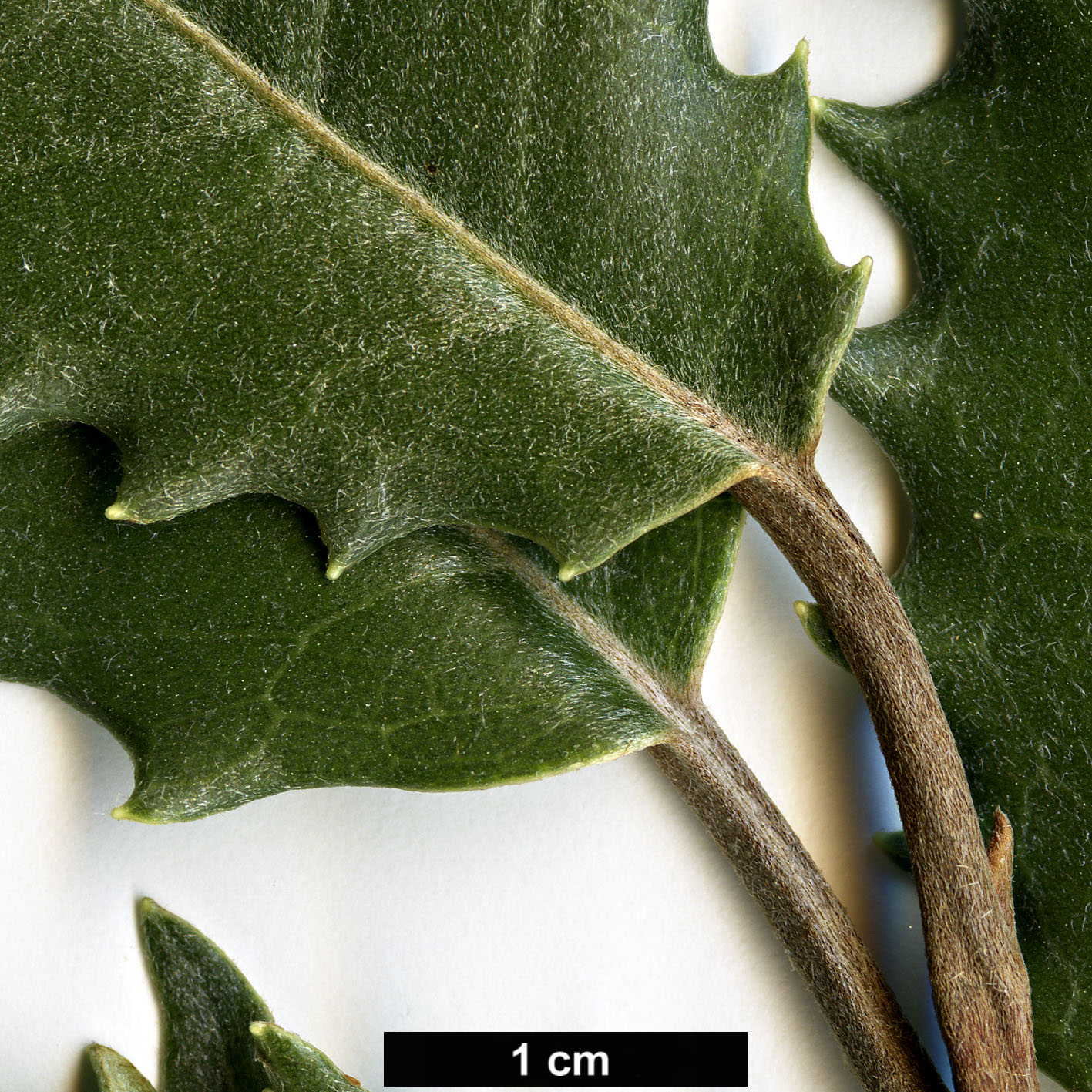 High resolution image: Family: Asteraceae - Genus: Olearia - Taxon: macrodonta - SpeciesSub: 'Major'