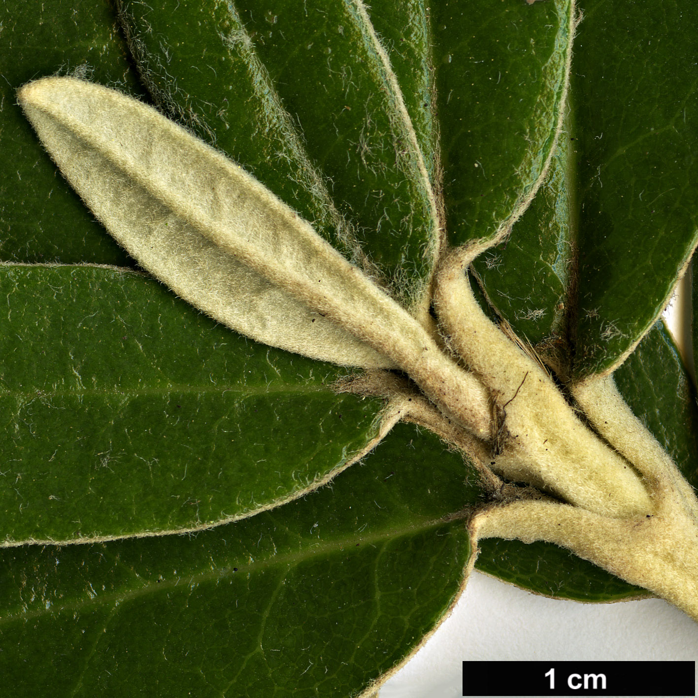 High resolution image: Family: Asteraceae - Genus: Olearia - Taxon: megalophylla