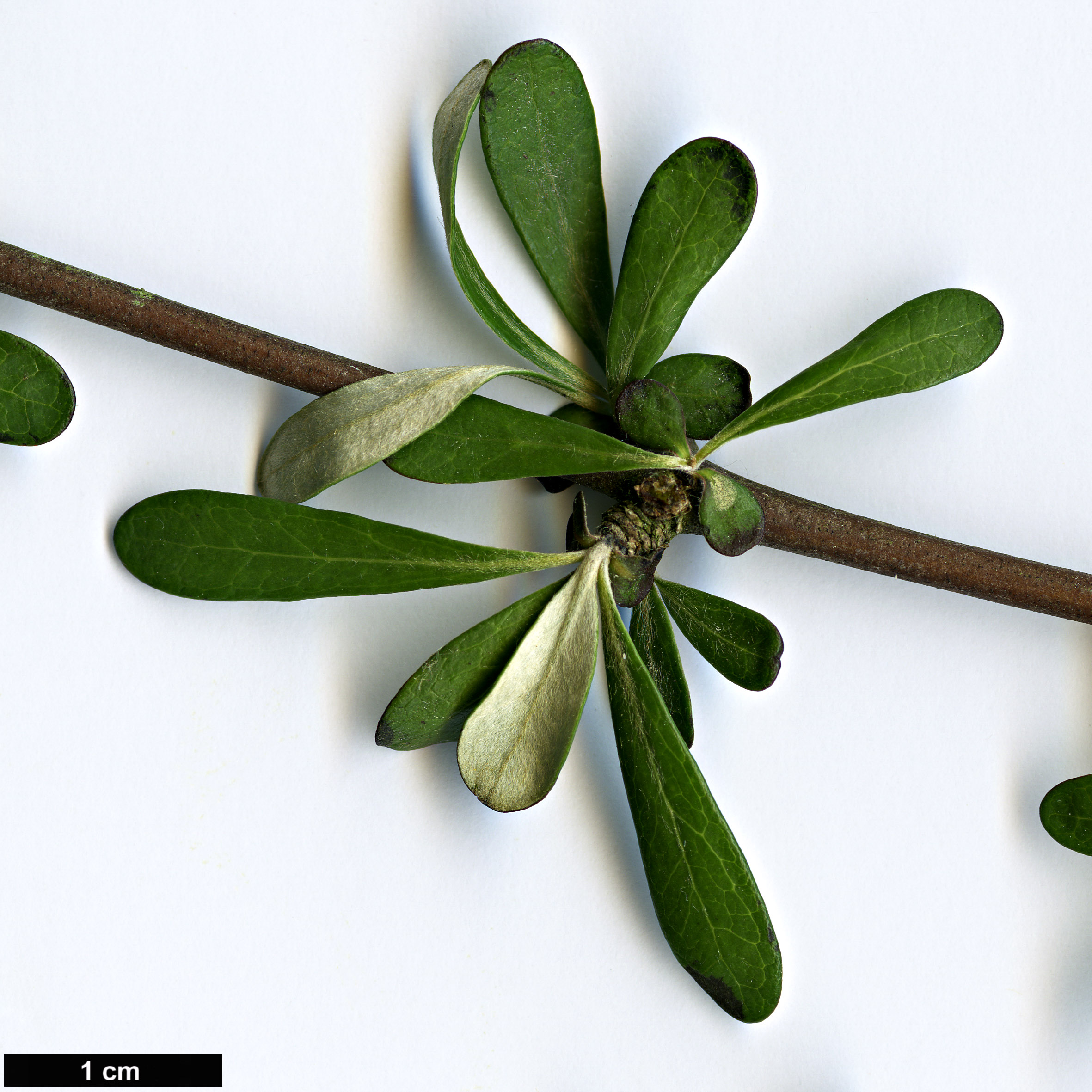 High resolution image: Family: Asteraceae - Genus: Olearia - Taxon: odorata