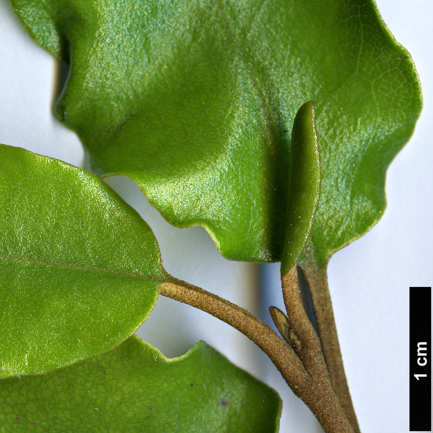 High resolution image: Family: Asteraceae - Genus: Olearia - Taxon: paniculata