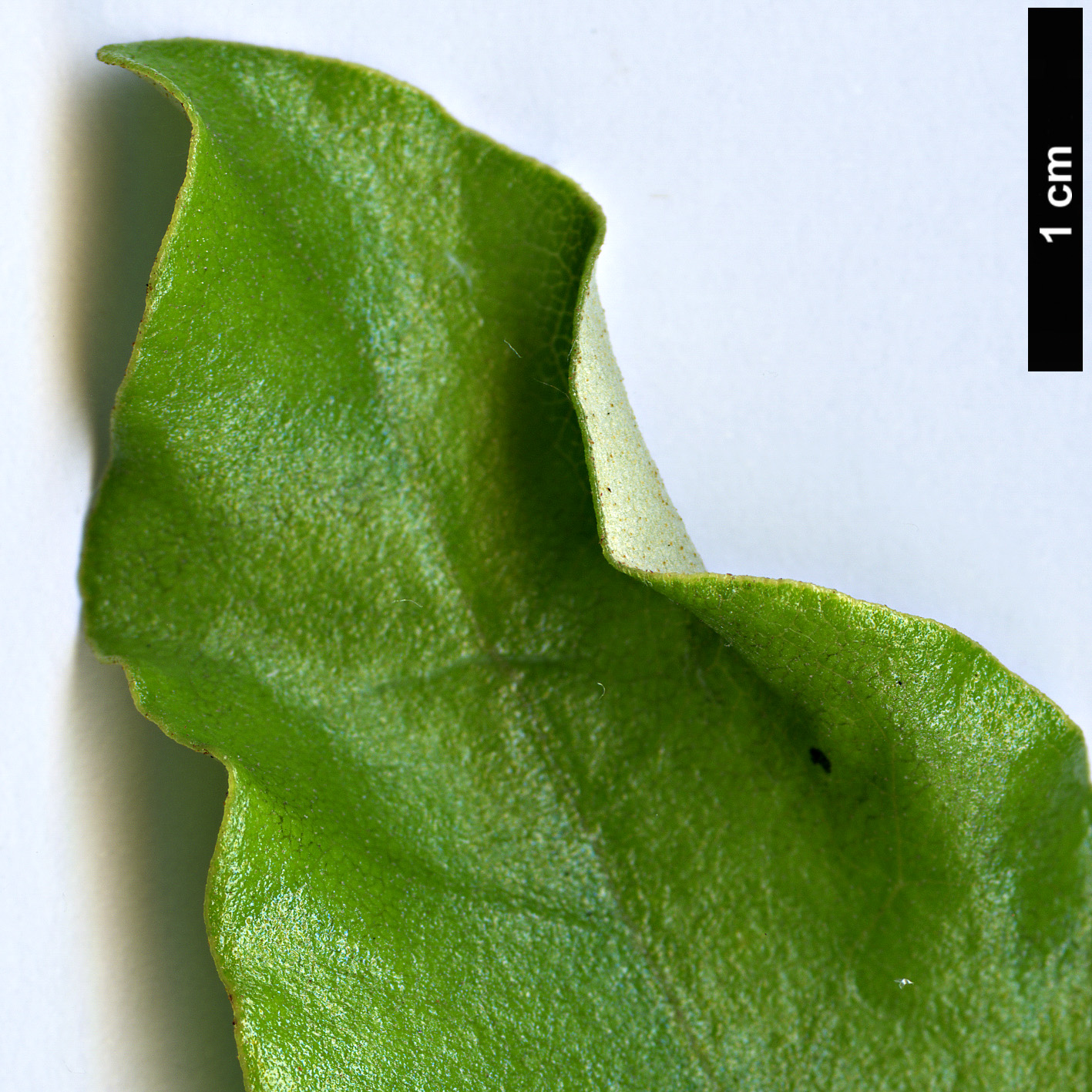 High resolution image: Family: Asteraceae - Genus: Olearia - Taxon: paniculata