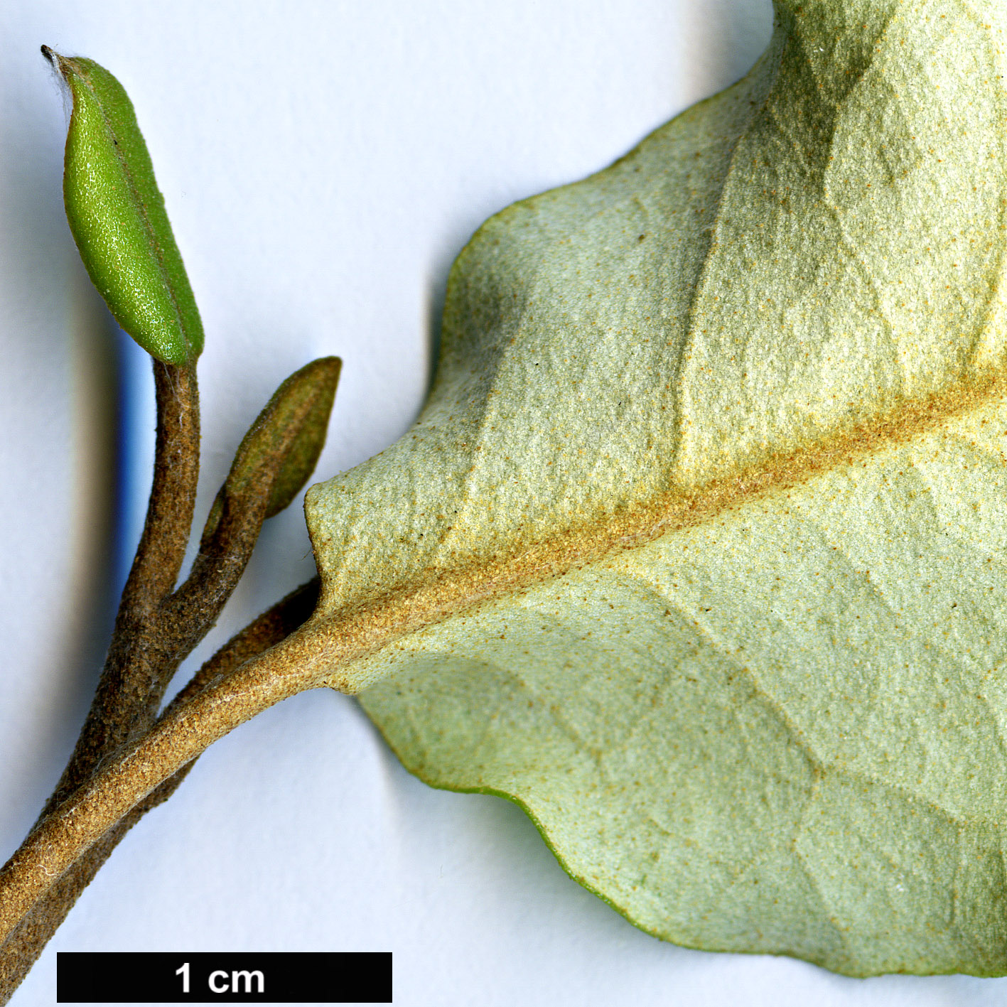 High resolution image: Family: Asteraceae - Genus: Olearia - Taxon: paniculata