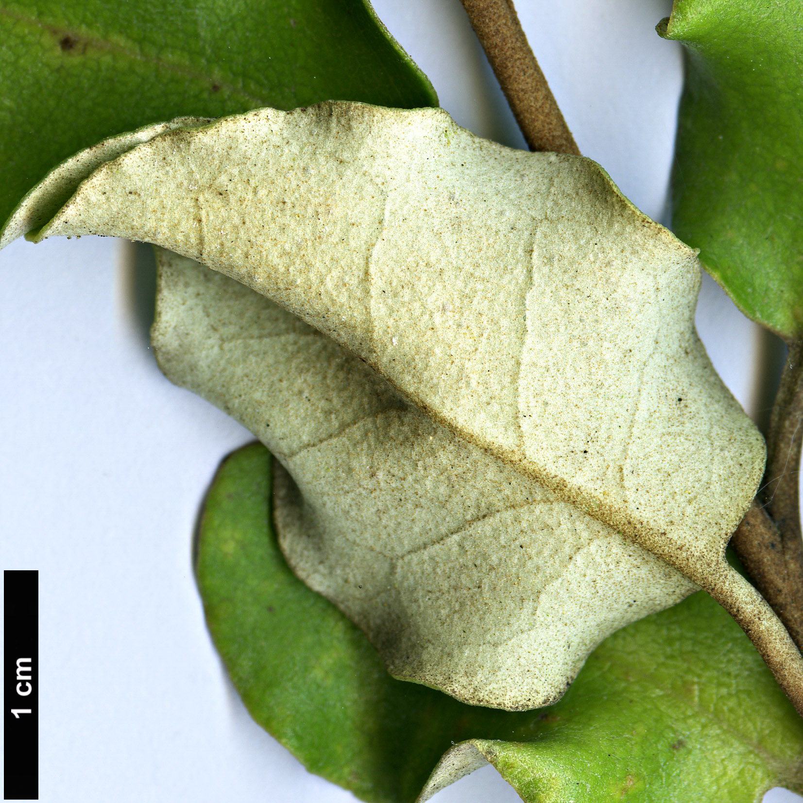 High resolution image: Family: Asteraceae - Genus: Olearia - Taxon: paniculata
