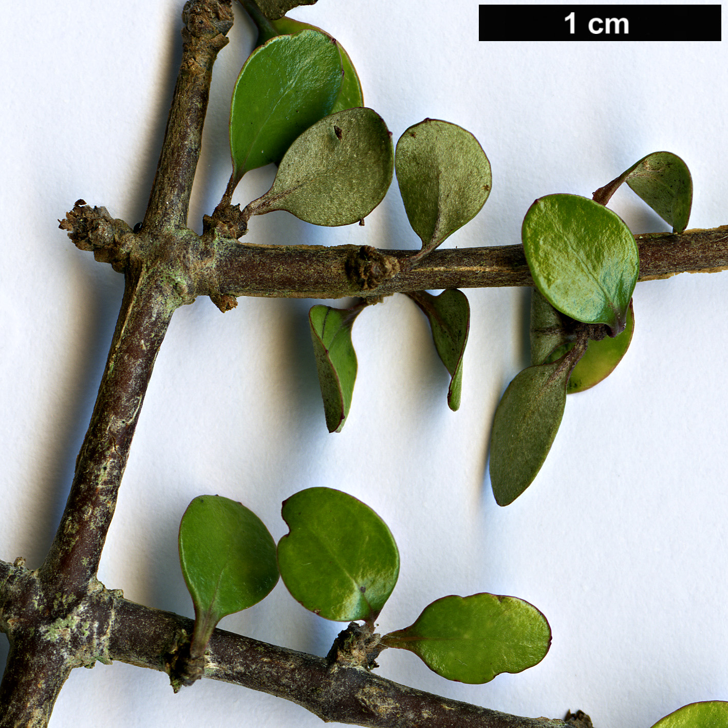 High resolution image: Family: Asteraceae - Genus: Olearia - Taxon: polita