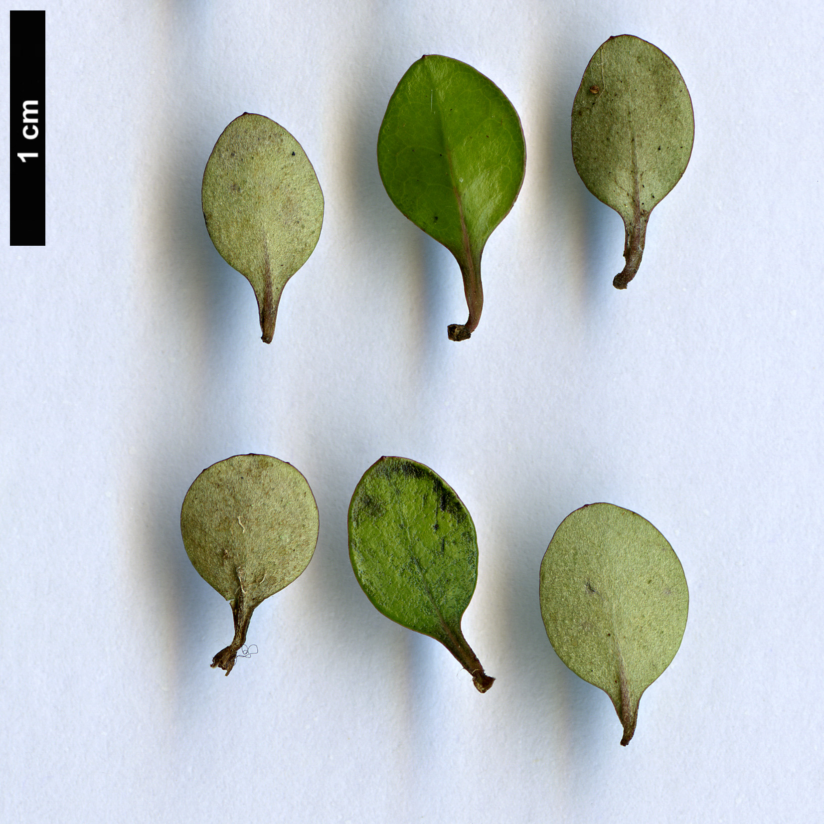 High resolution image: Family: Asteraceae - Genus: Olearia - Taxon: polita