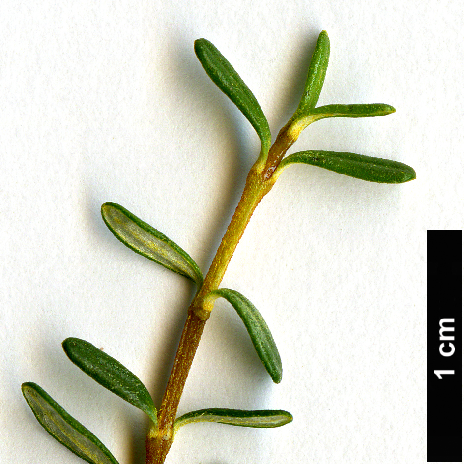 High resolution image: Family: Asteraceae - Genus: Olearia - Taxon: virgata