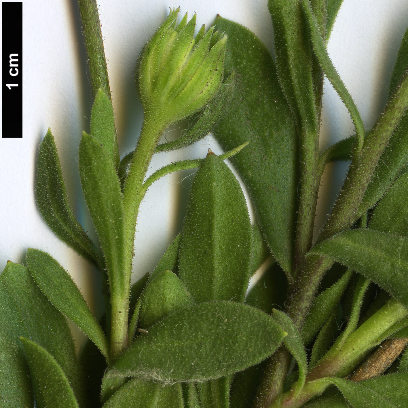 High resolution image: Family: Asteraceae - Genus: Osteospermum - Taxon: ecklonis