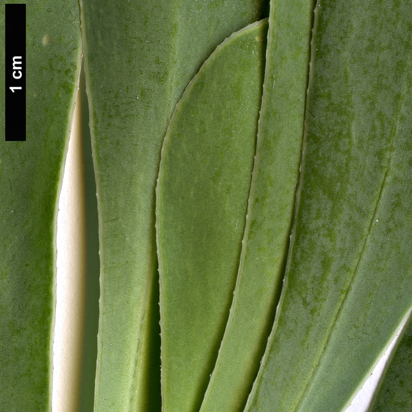 High resolution image: Family: Asteraceae - Genus: Othonna - Taxon: cheirifolia