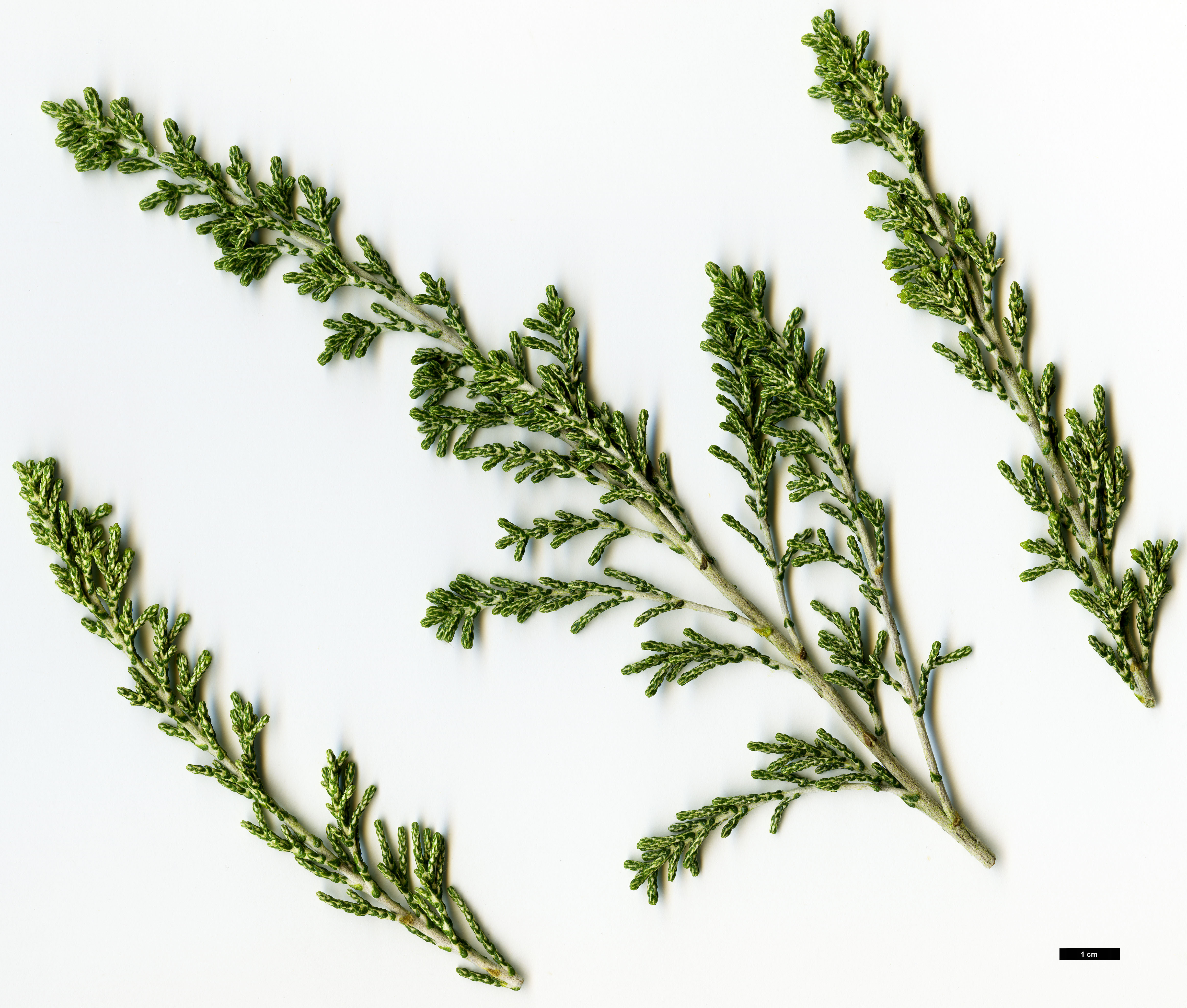 High resolution image: Family: Asteraceae - Genus: Ozothamnus - Taxon: hookeri