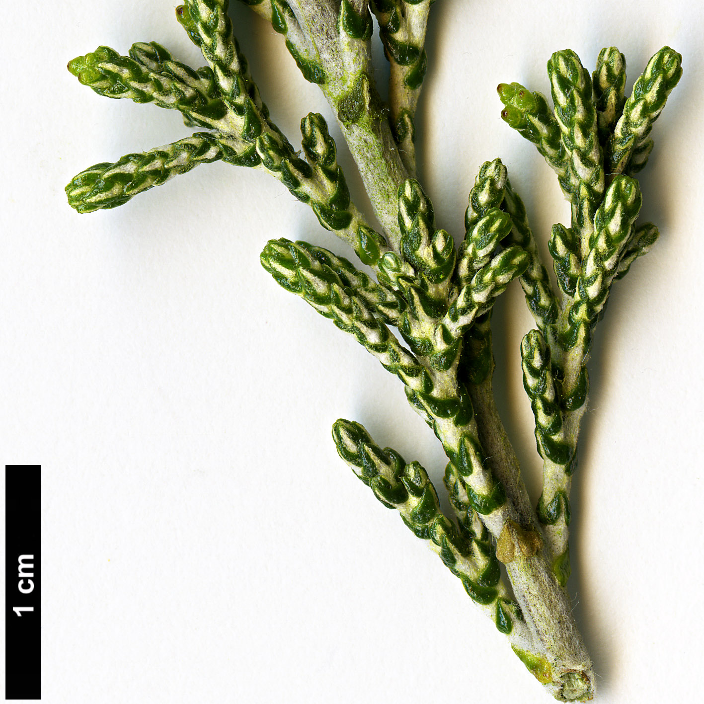 High resolution image: Family: Asteraceae - Genus: Ozothamnus - Taxon: hookeri