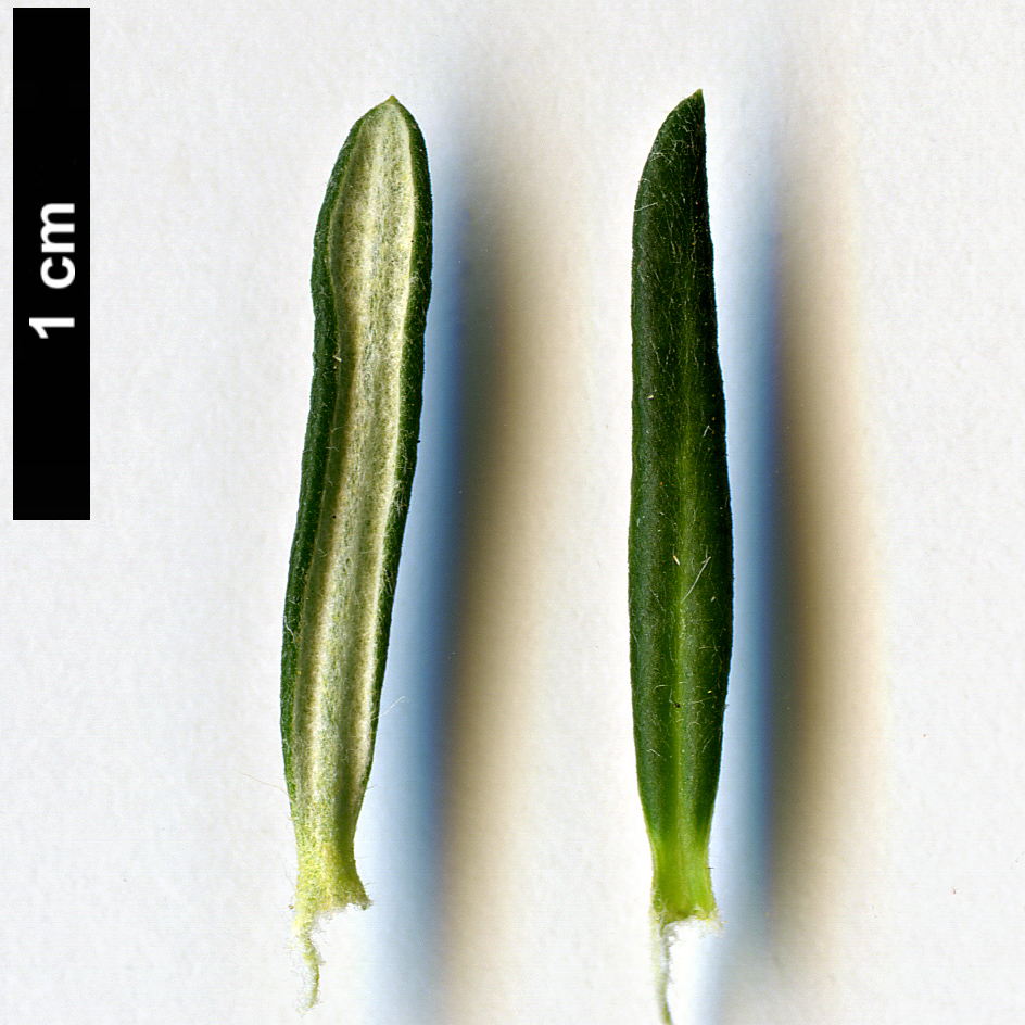 High resolution image: Family: Asteraceae - Genus: Ozothamnus - Taxon: purpurascens