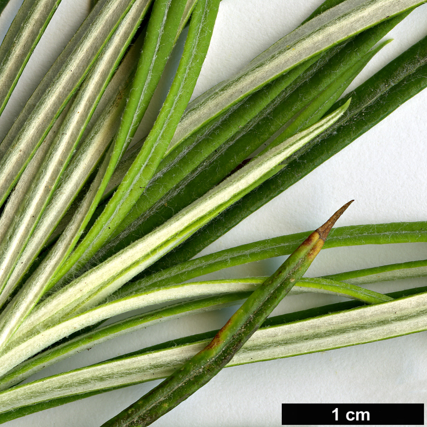 High resolution image: Family: Asteraceae - Genus: Ptilostemon - Taxon: chamaepeuce