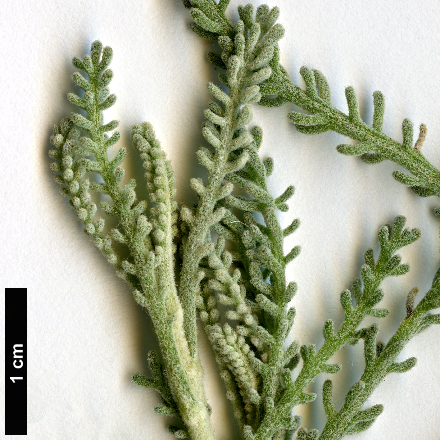 High resolution image: Family: Asteraceae - Genus: Santolina - Taxon: decumbens