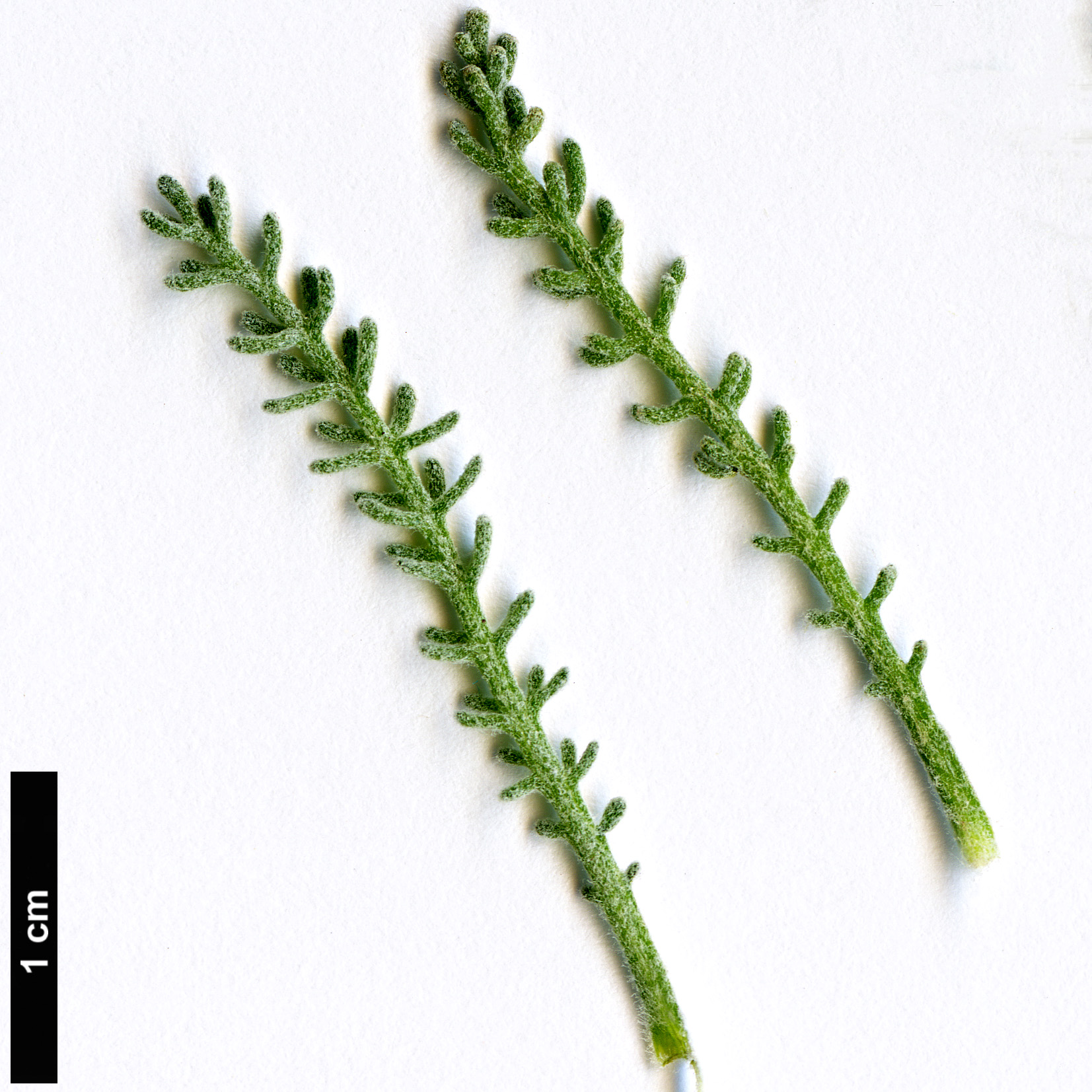 High resolution image: Family: Asteraceae - Genus: Santolina - Taxon: decumbens