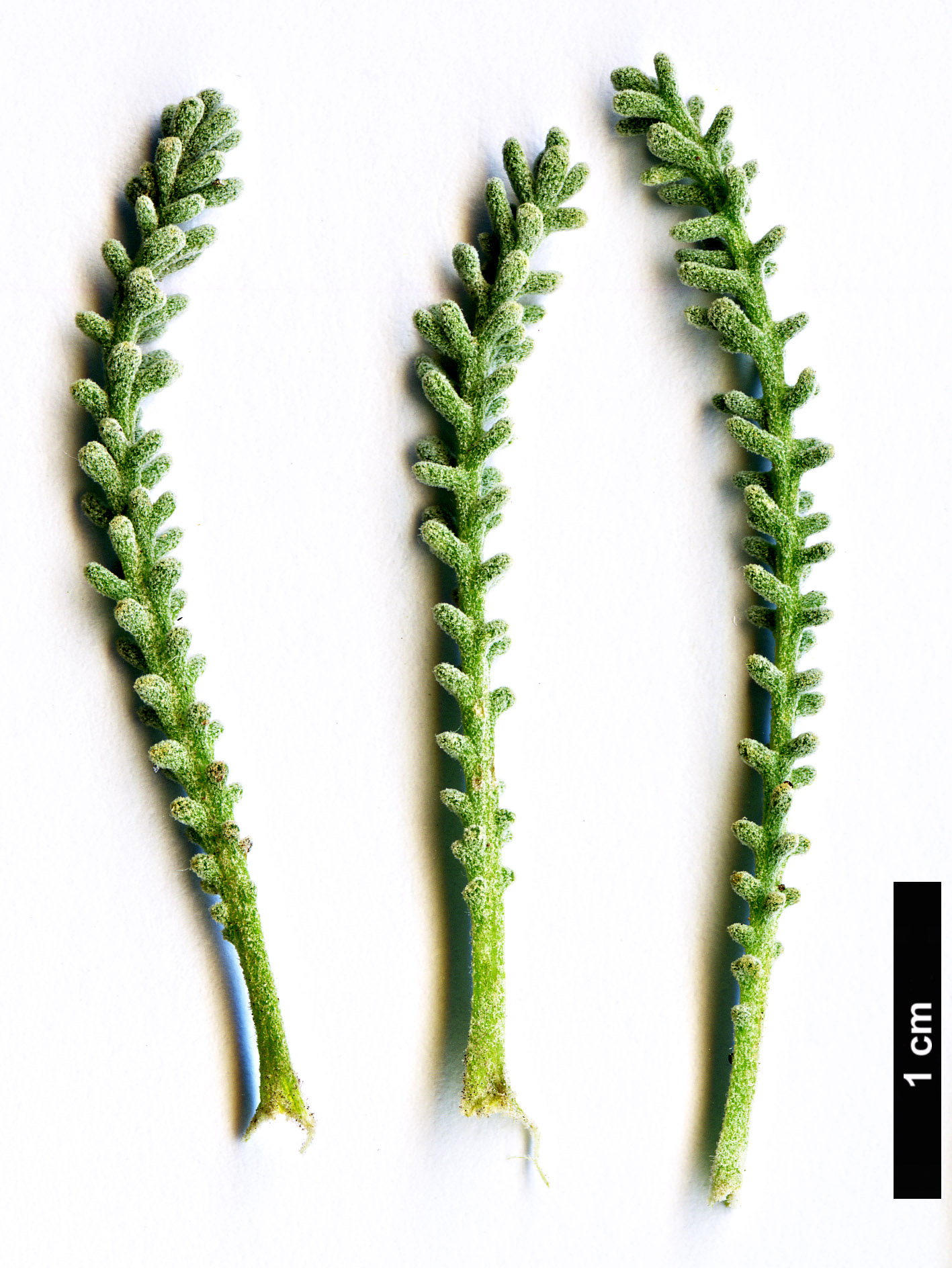 High resolution image: Family: Asteraceae - Genus: Santolina - Taxon: insularis
