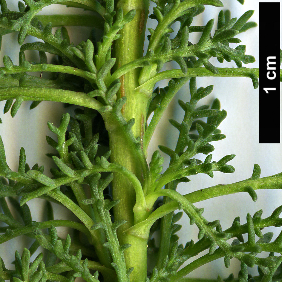 High resolution image: Family: Asteraceae - Genus: Santolina - Taxon: pinnata