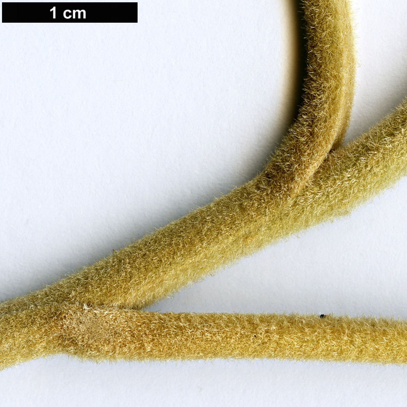High resolution image: Family: Asteraceae - Genus: Senecio - Taxon: aschenbornianus