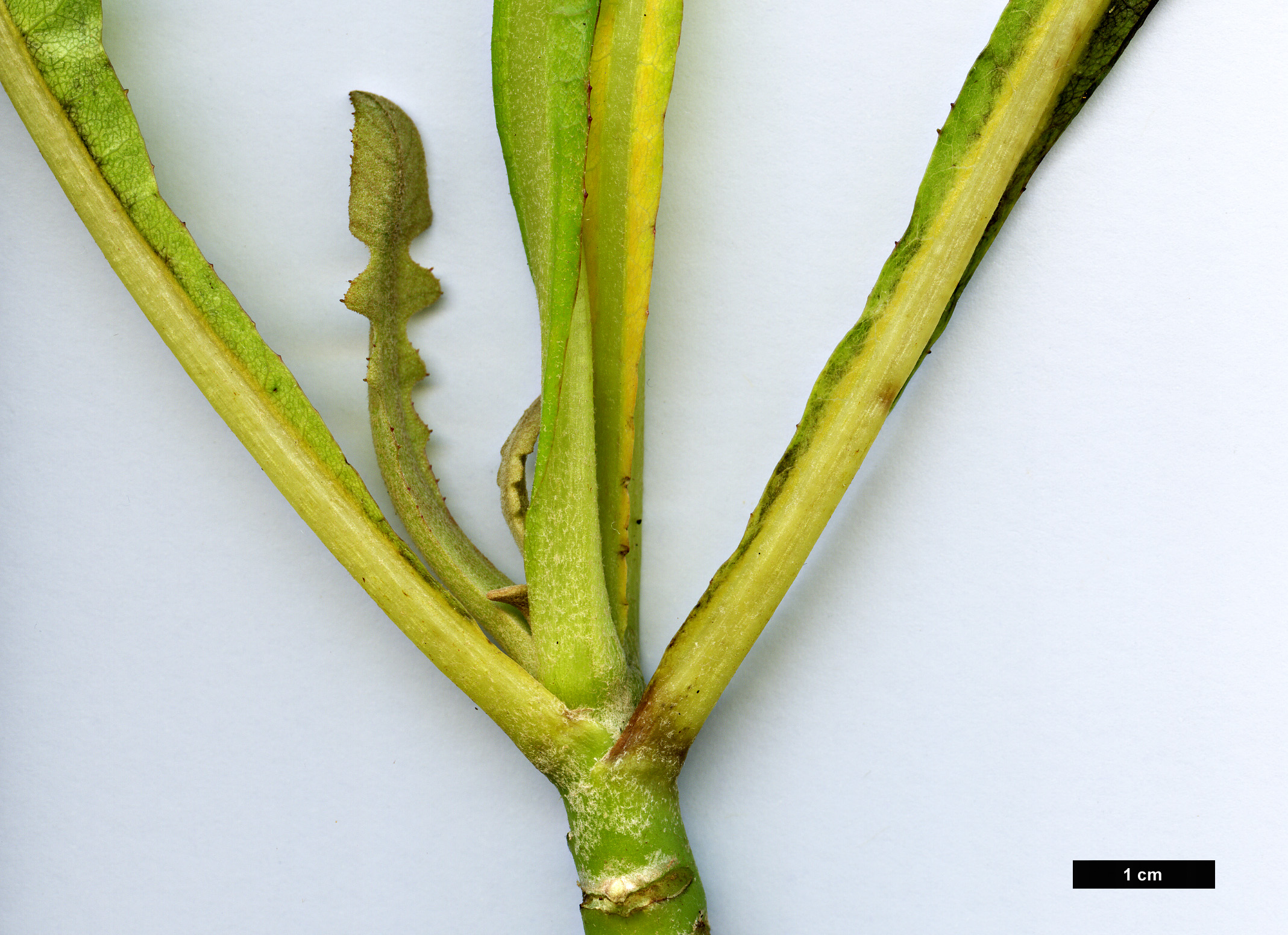 High resolution image: Family: Asteraceae - Genus: Sonchus - Taxon: fruticosus