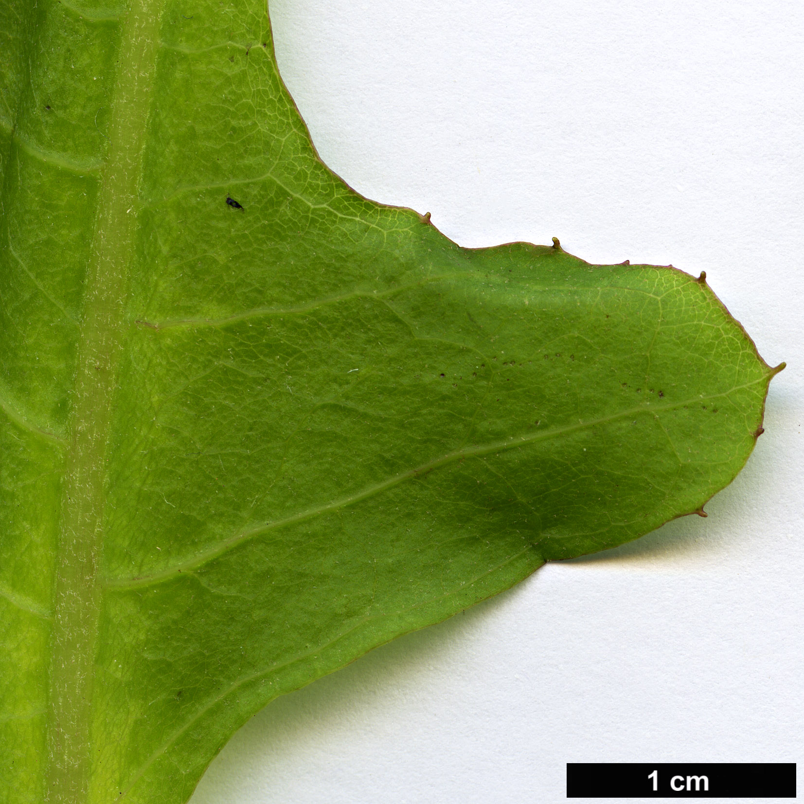 High resolution image: Family: Asteraceae - Genus: Sonchus - Taxon: fruticosus