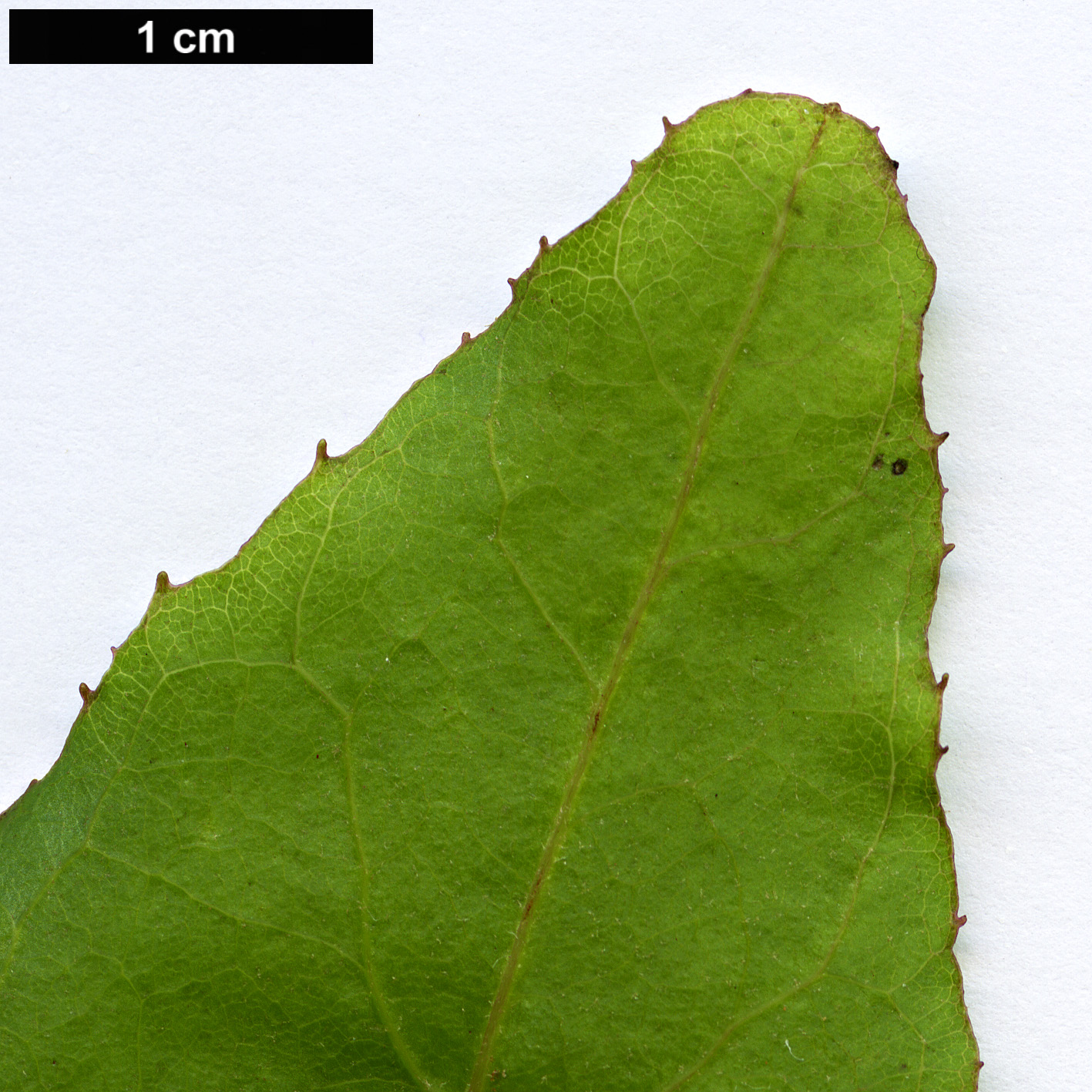 High resolution image: Family: Asteraceae - Genus: Sonchus - Taxon: fruticosus