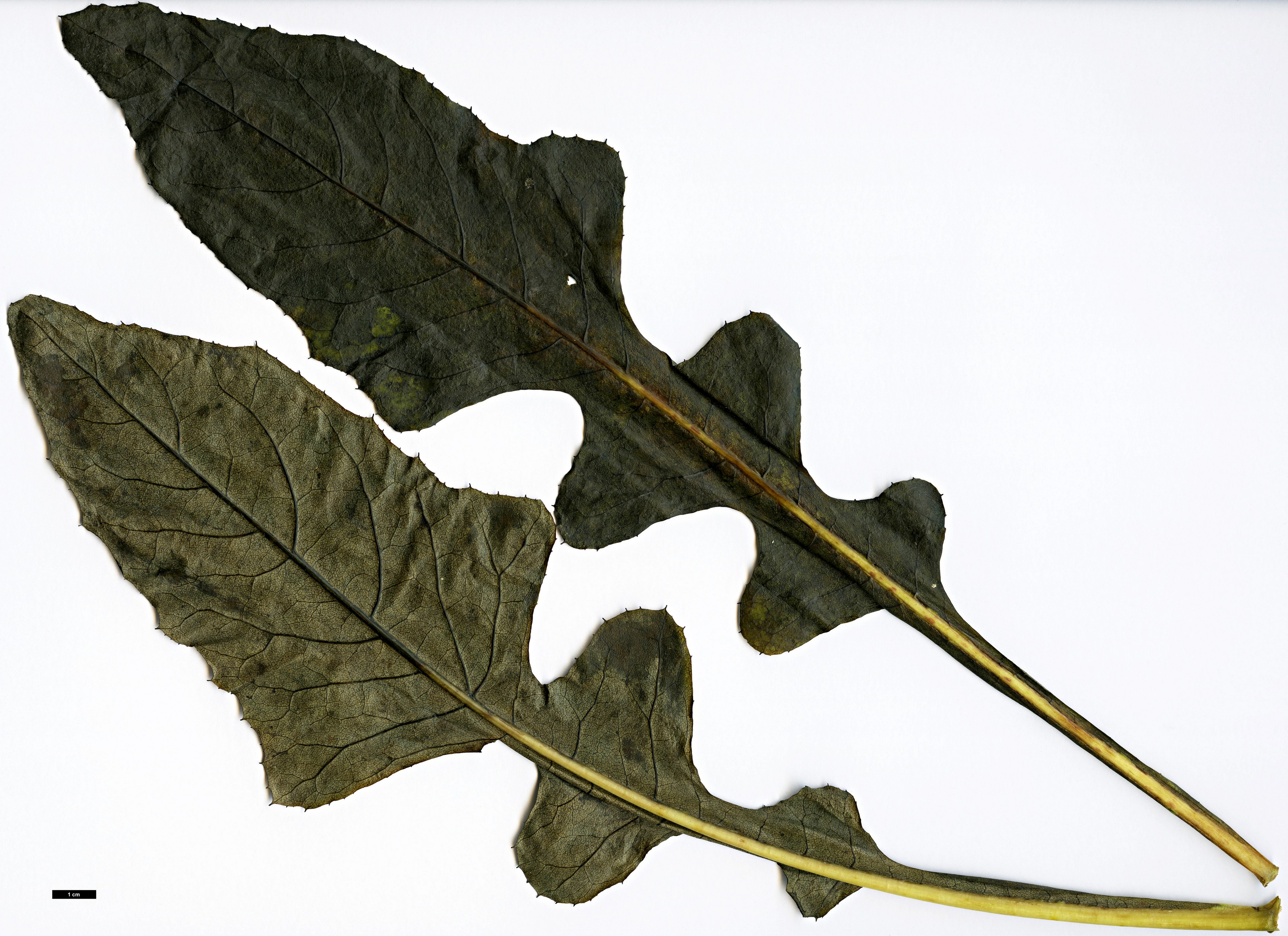 High resolution image: Family: Asteraceae - Genus: Sonchus - Taxon: fruticosus